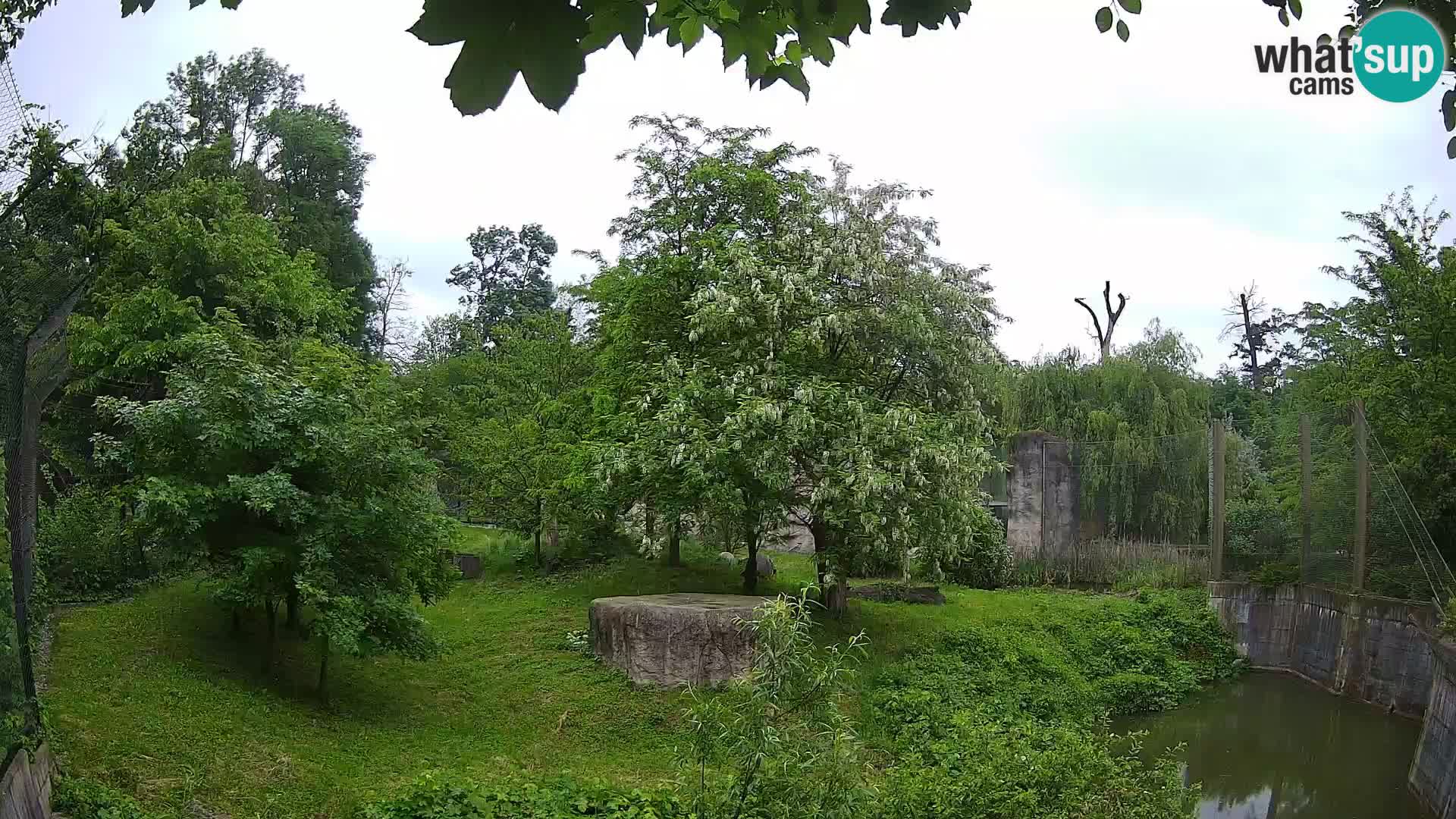 Zoo Zagreb – Leoni