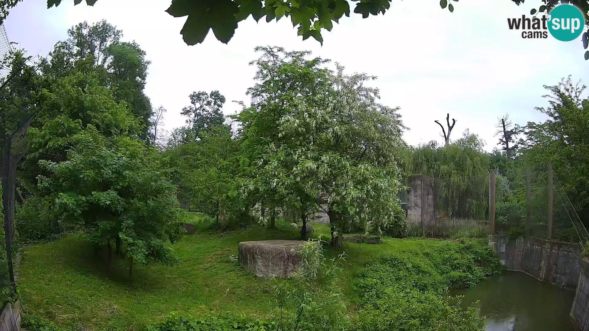 Zoo Zagreb – Lion