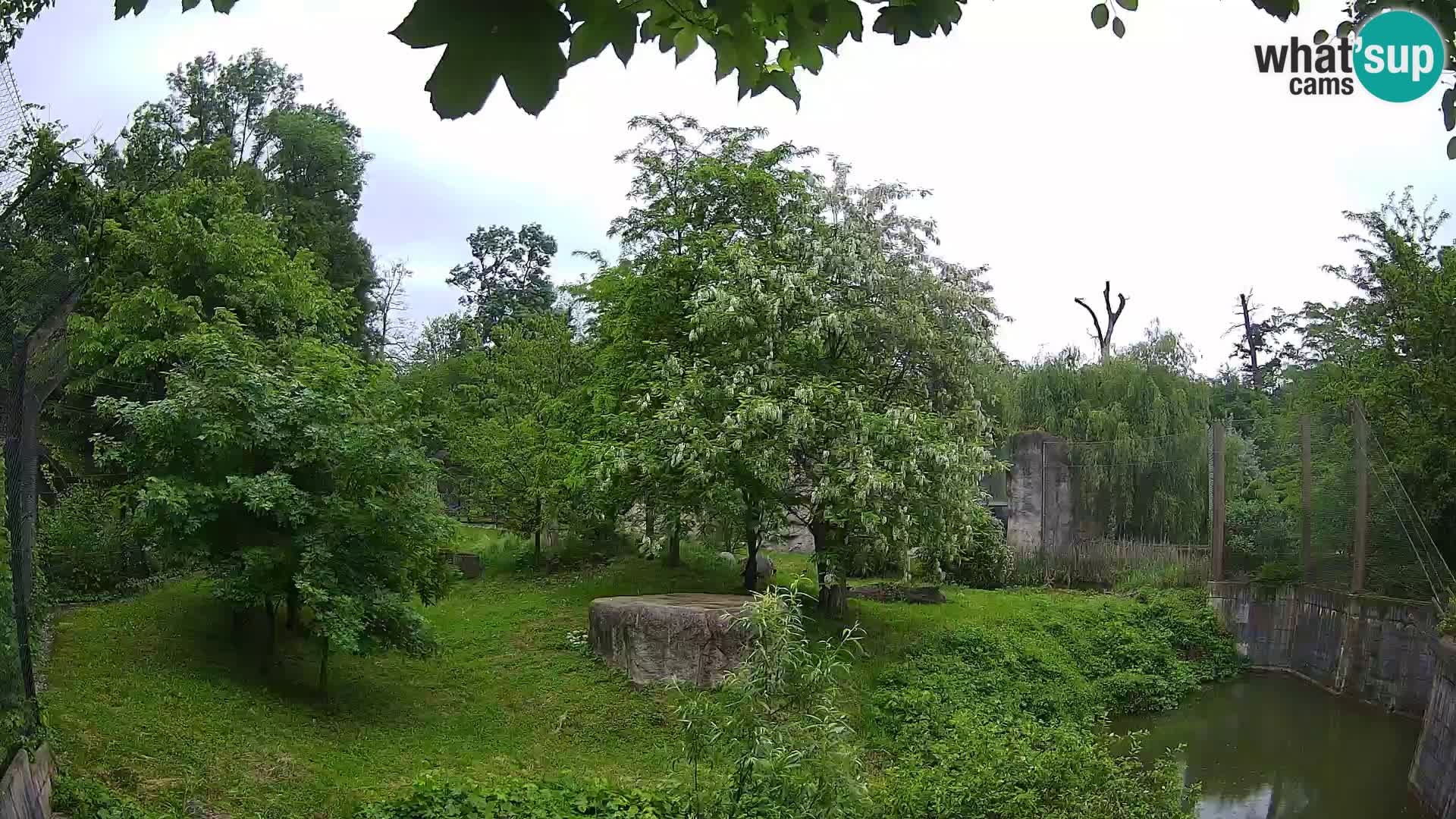 Zoo Zagreb – Lavovi