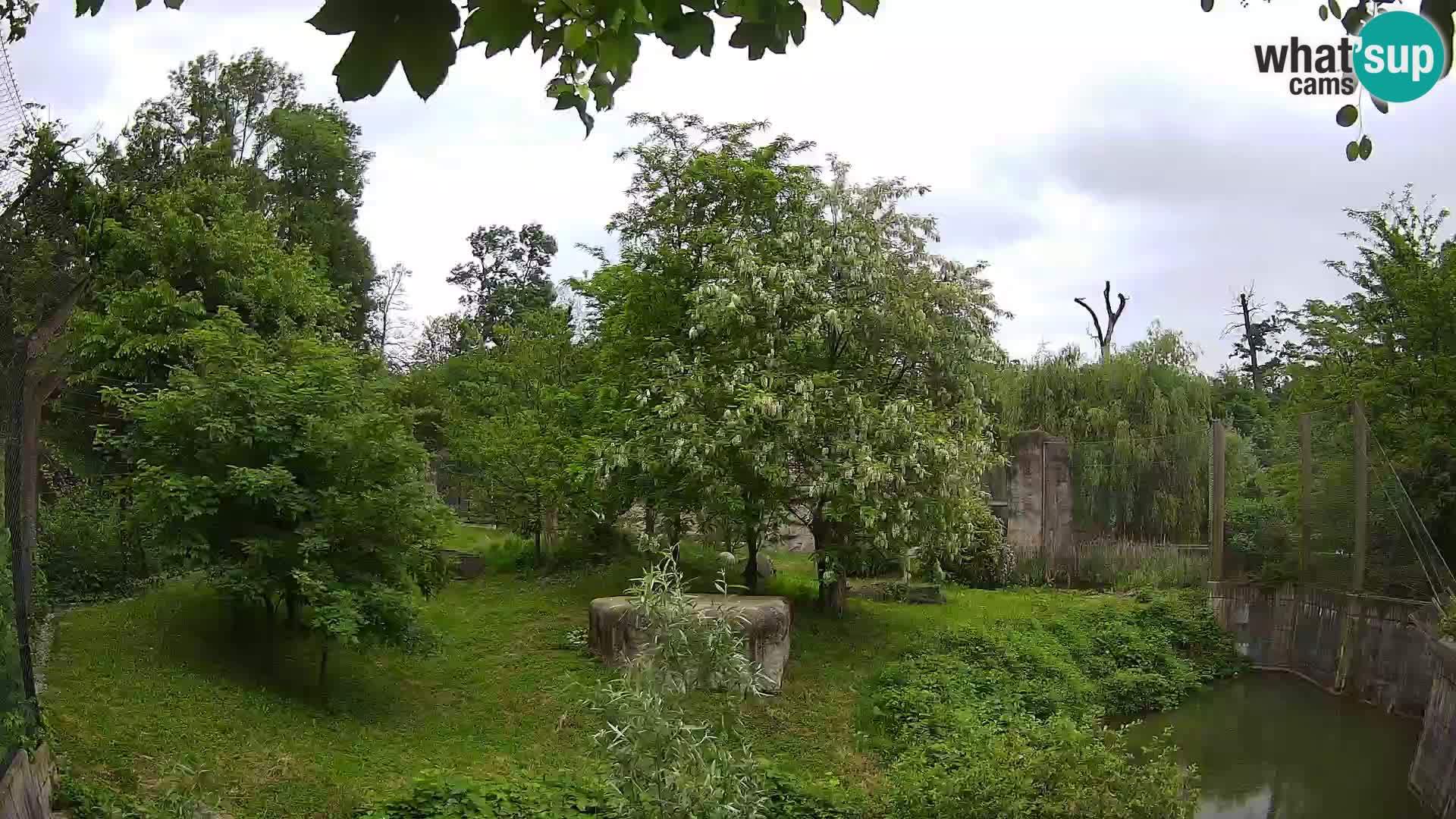 Spletna kamera Zoo Zagreb – Levi