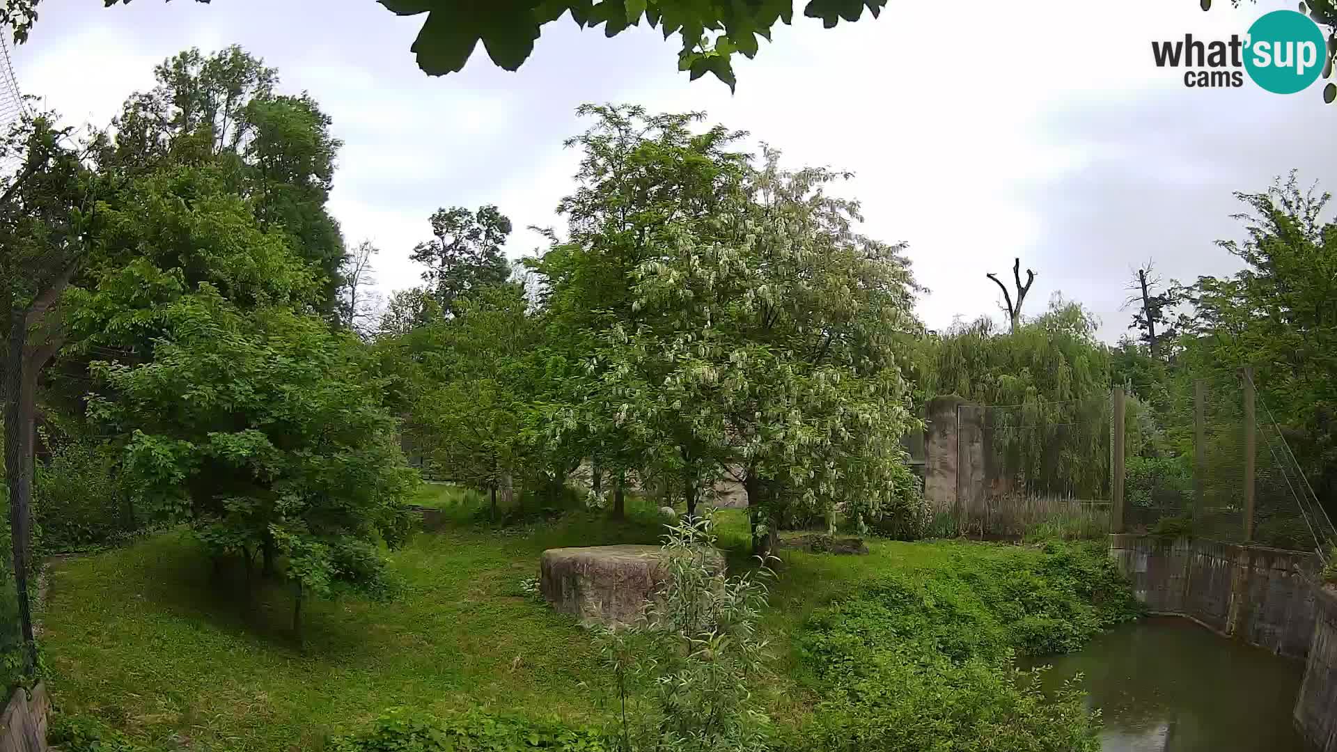 Zoo Zagreb – Löwen