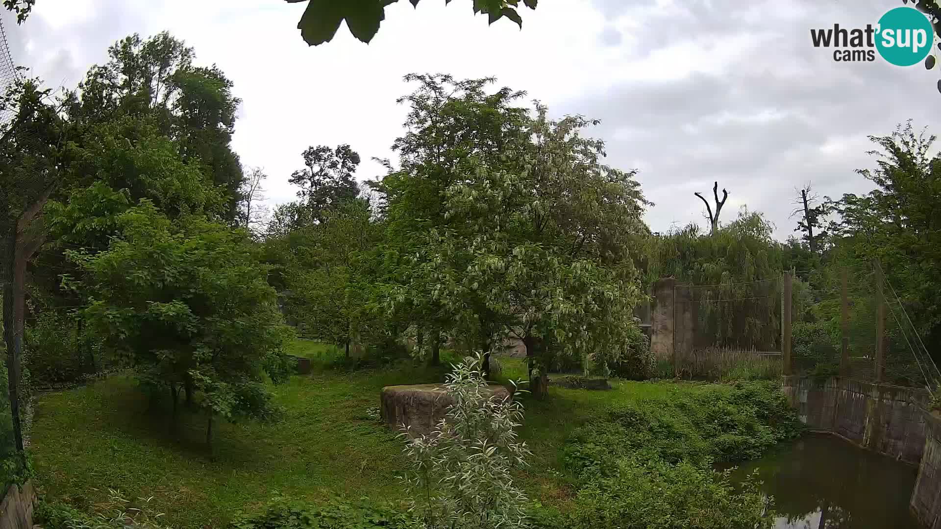 Spletna kamera Zoo Zagreb – Levi