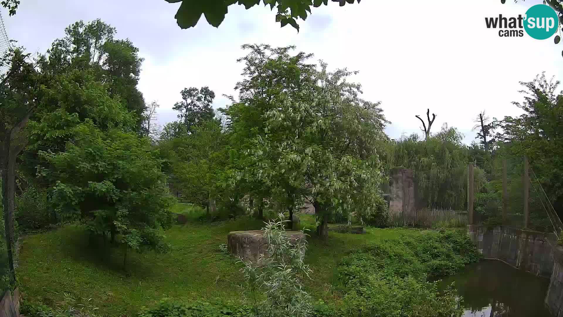 Spletna kamera Zoo Zagreb – Levi