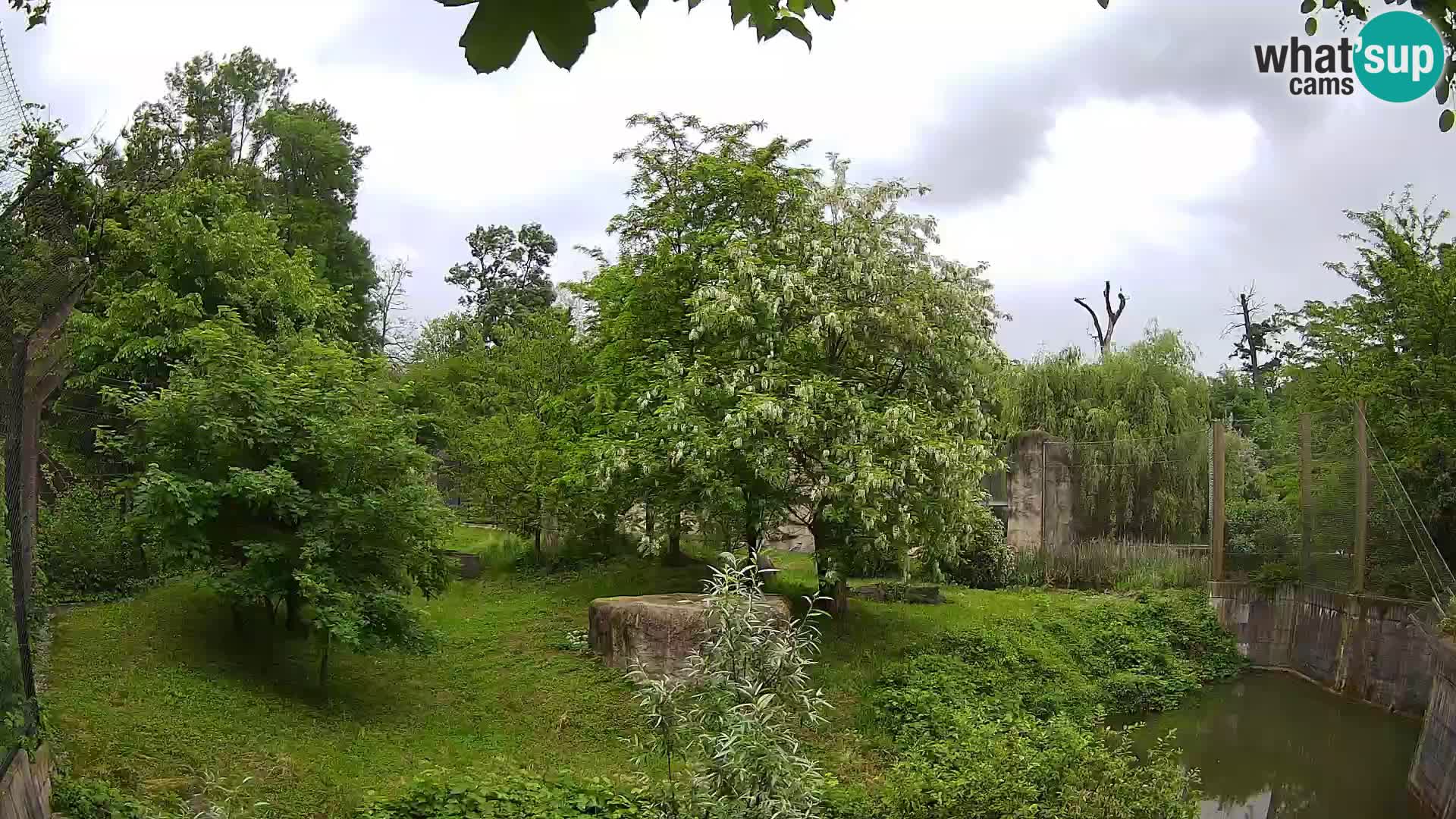 Zoo Zagreb – Lion