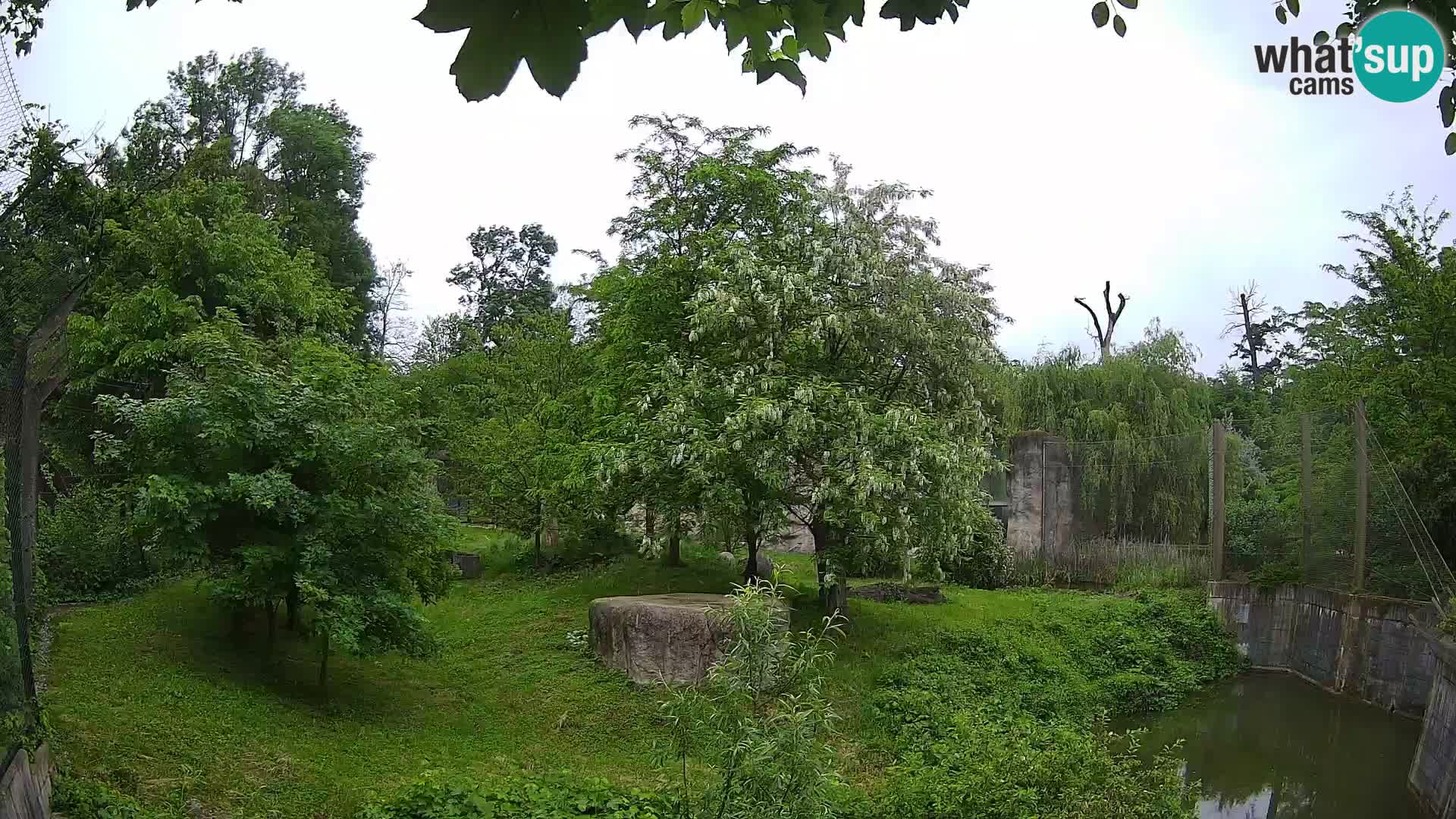 Spletna kamera Zoo Zagreb – Levi