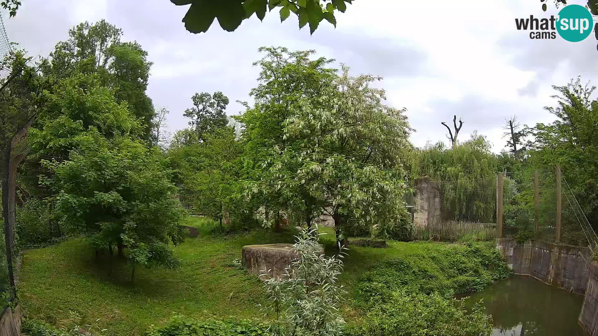 Zoo Zagreb – Lion