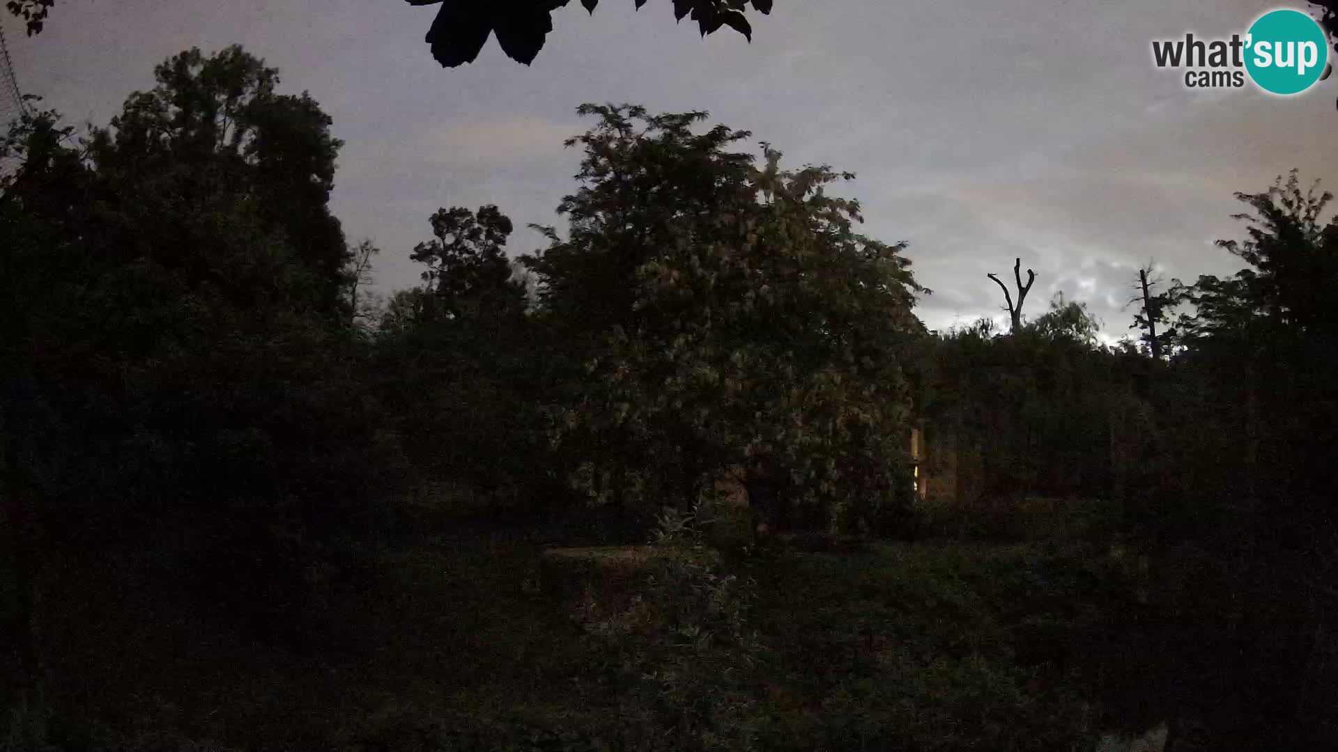 Spletna kamera Zoo Zagreb – Levi