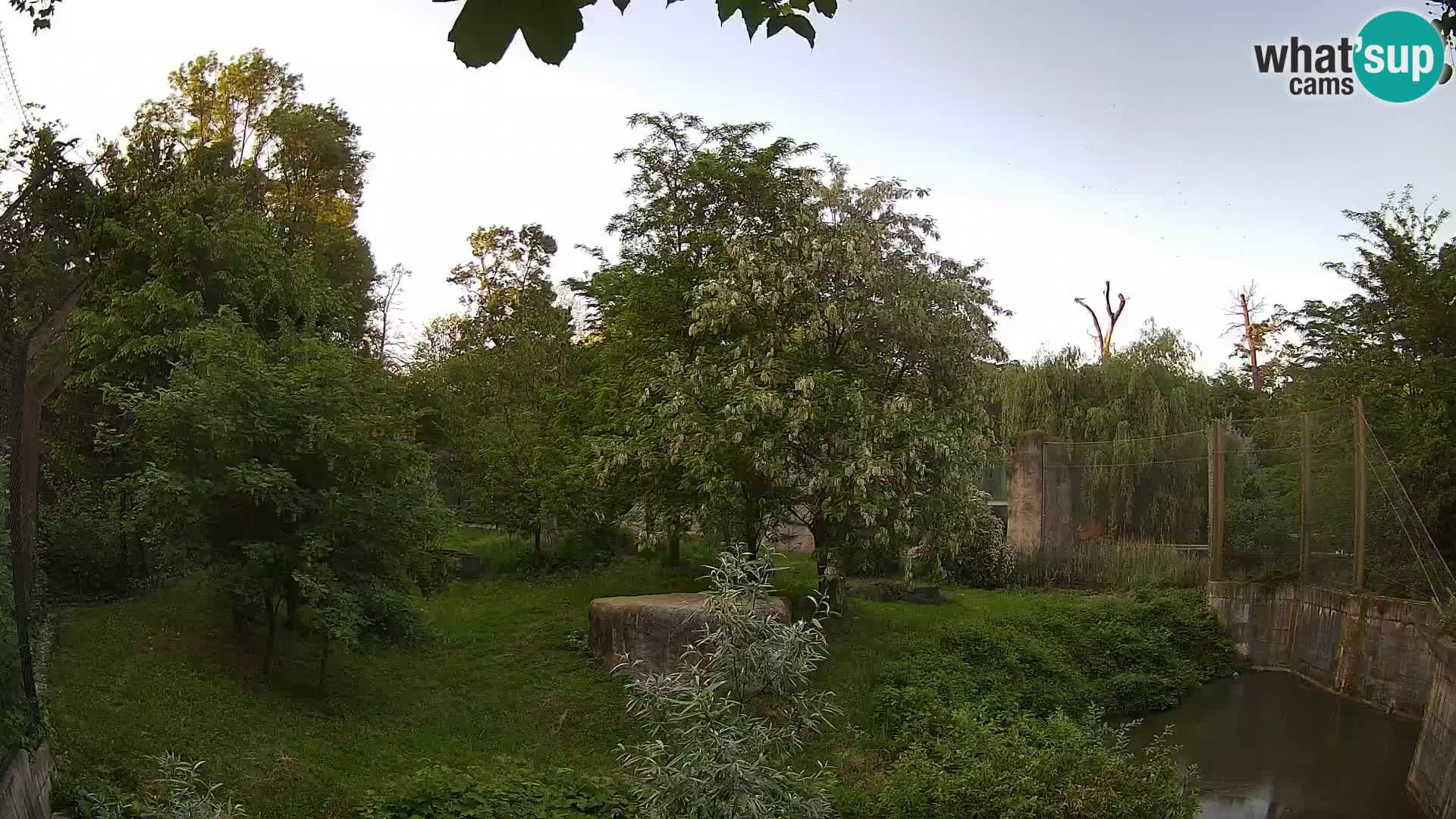 Zoo Zagreb – Lion