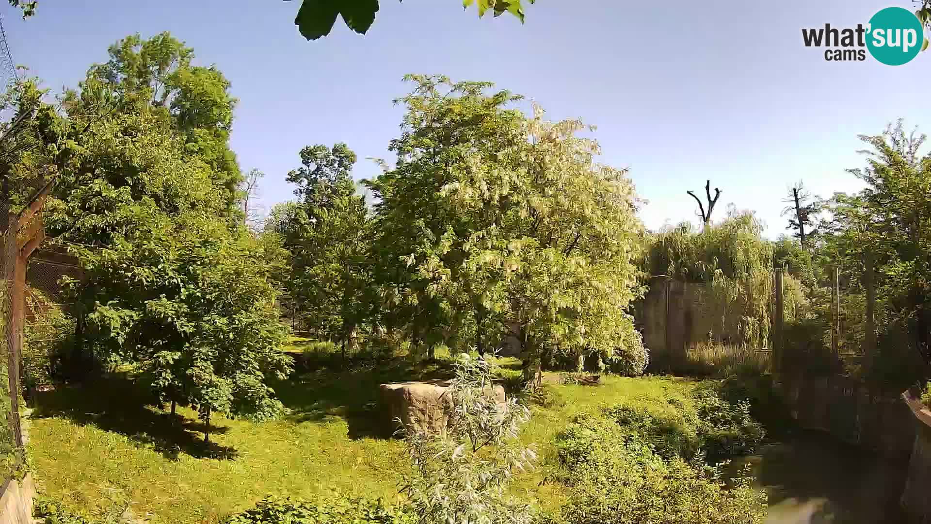 Zoo Zagreb – Leones