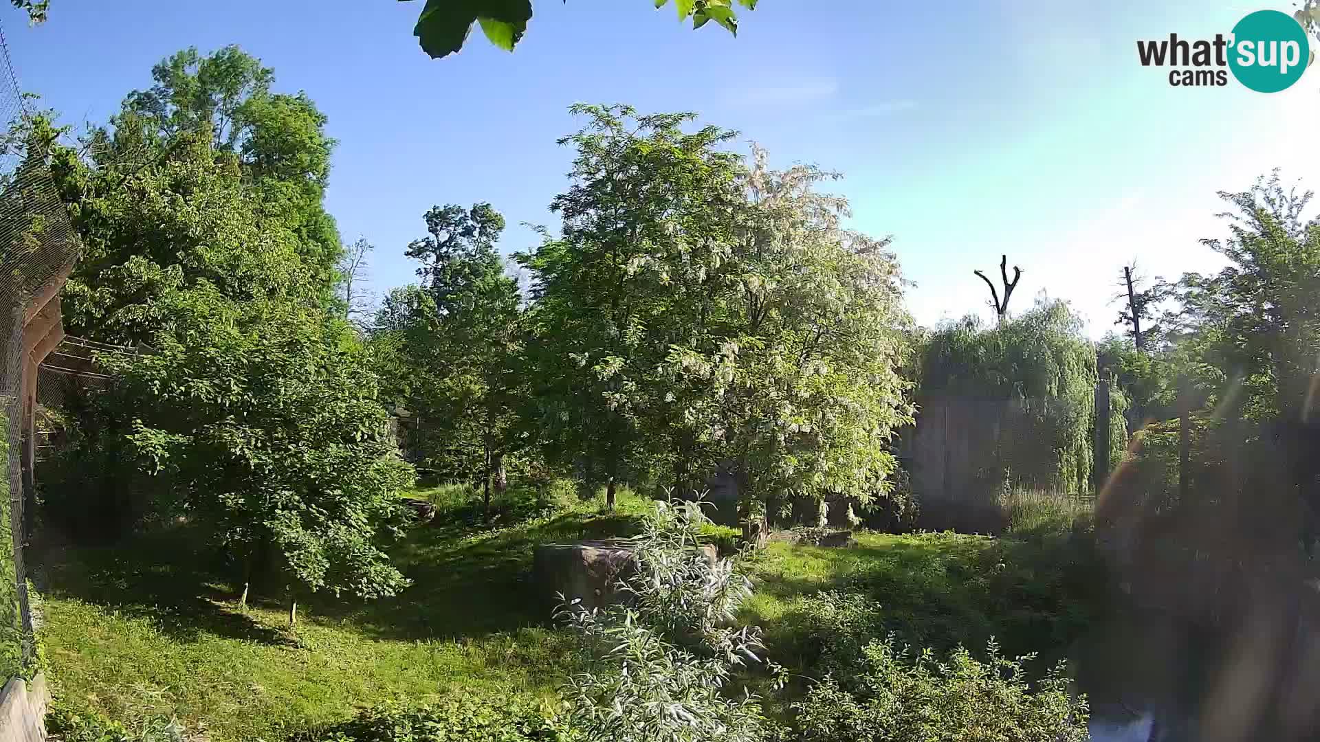 Zoo Zagreb – Lavovi