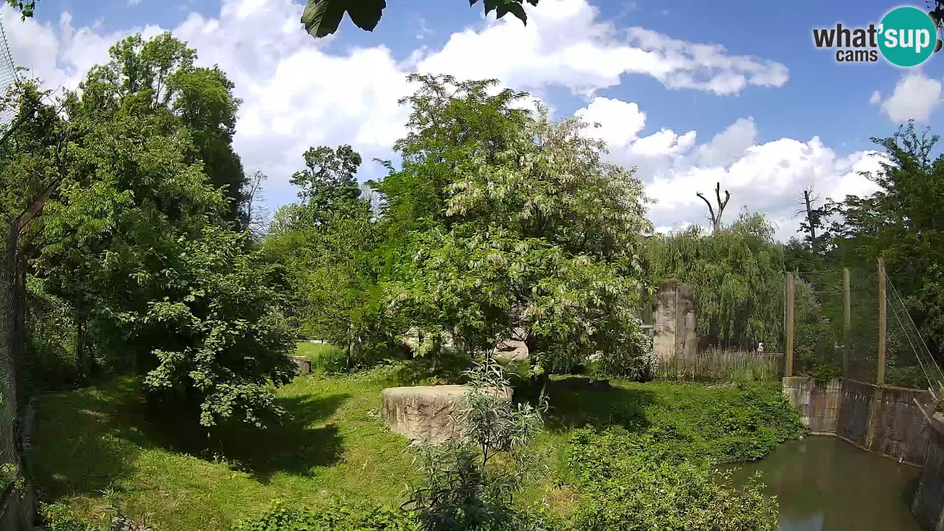 Zoo Zagreb – Lion