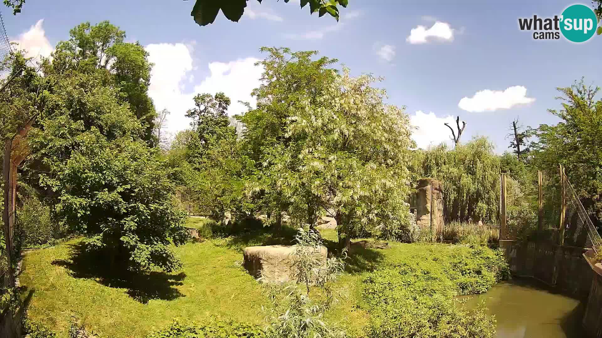 Spletna kamera Zoo Zagreb – Levi