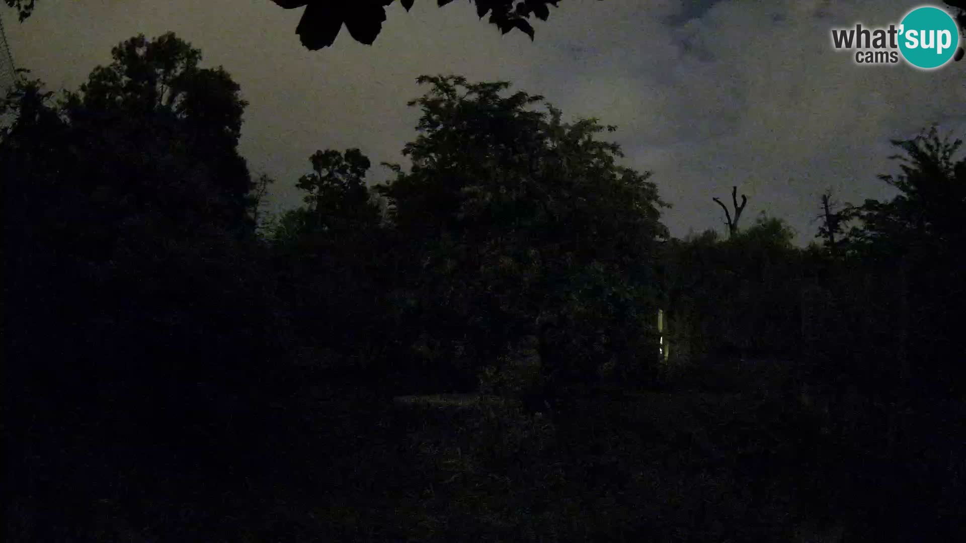 Spletna kamera Zoo Zagreb – Levi