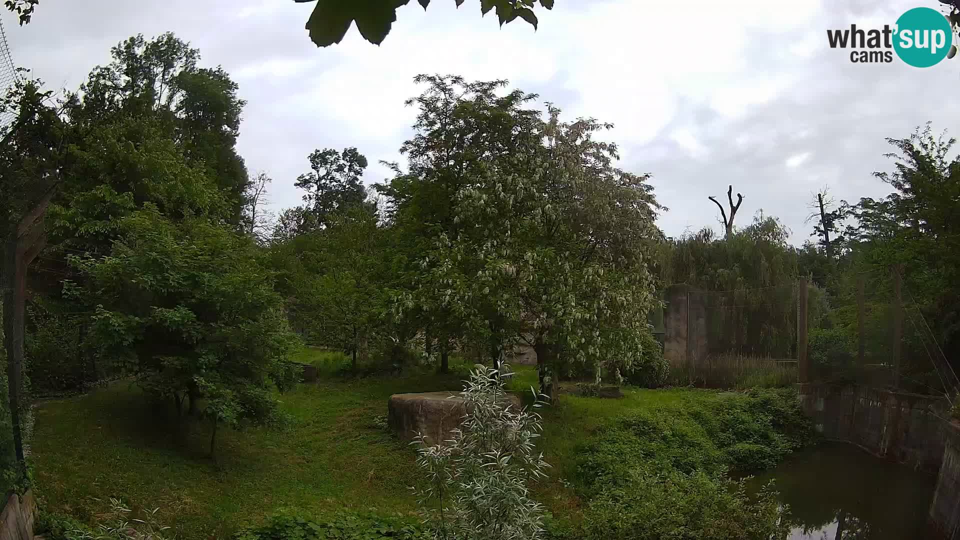 Zoo Zagreb – Lavovi