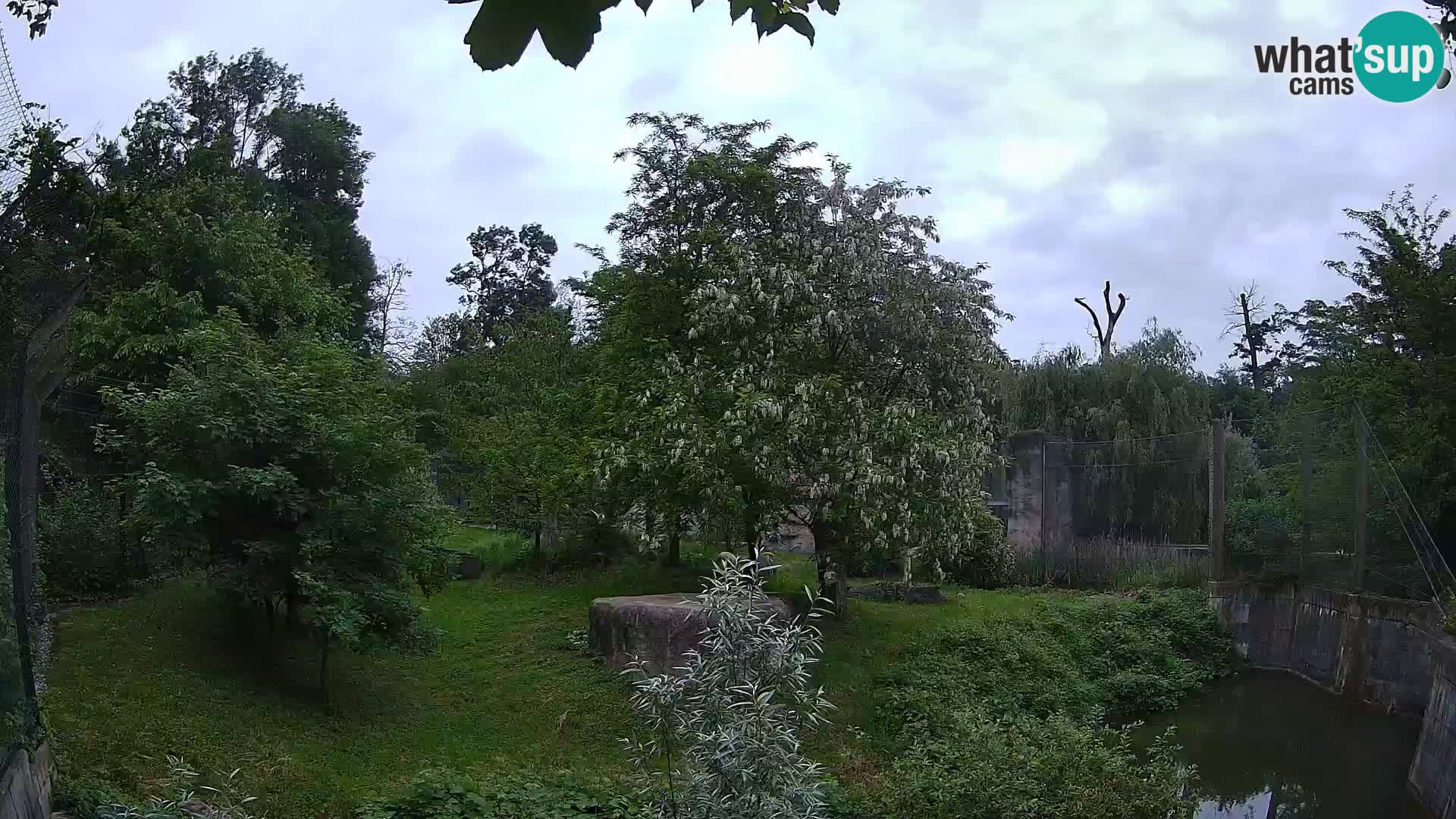 Spletna kamera Zoo Zagreb – Levi