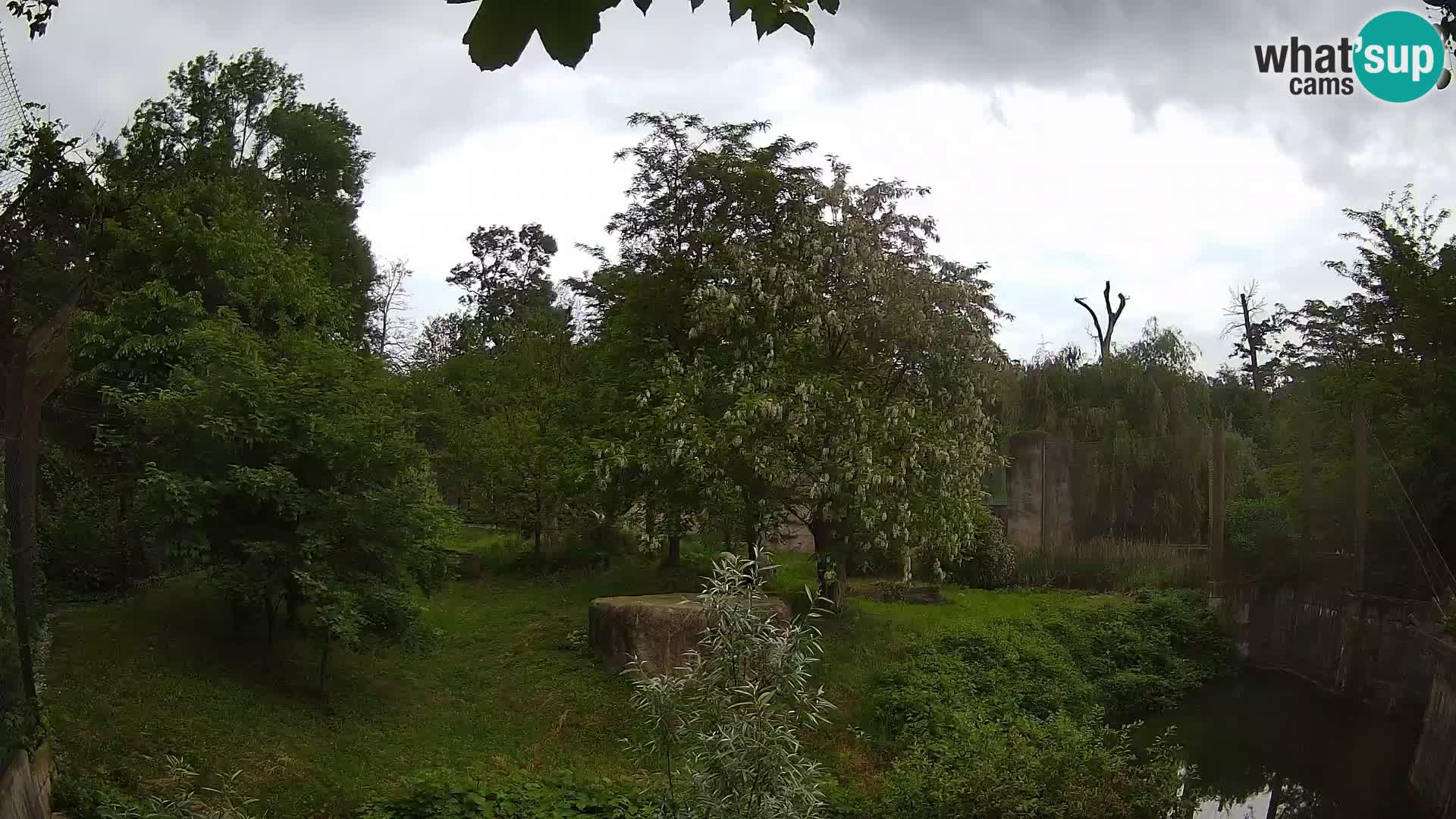 Zoo Zagreb – Lion