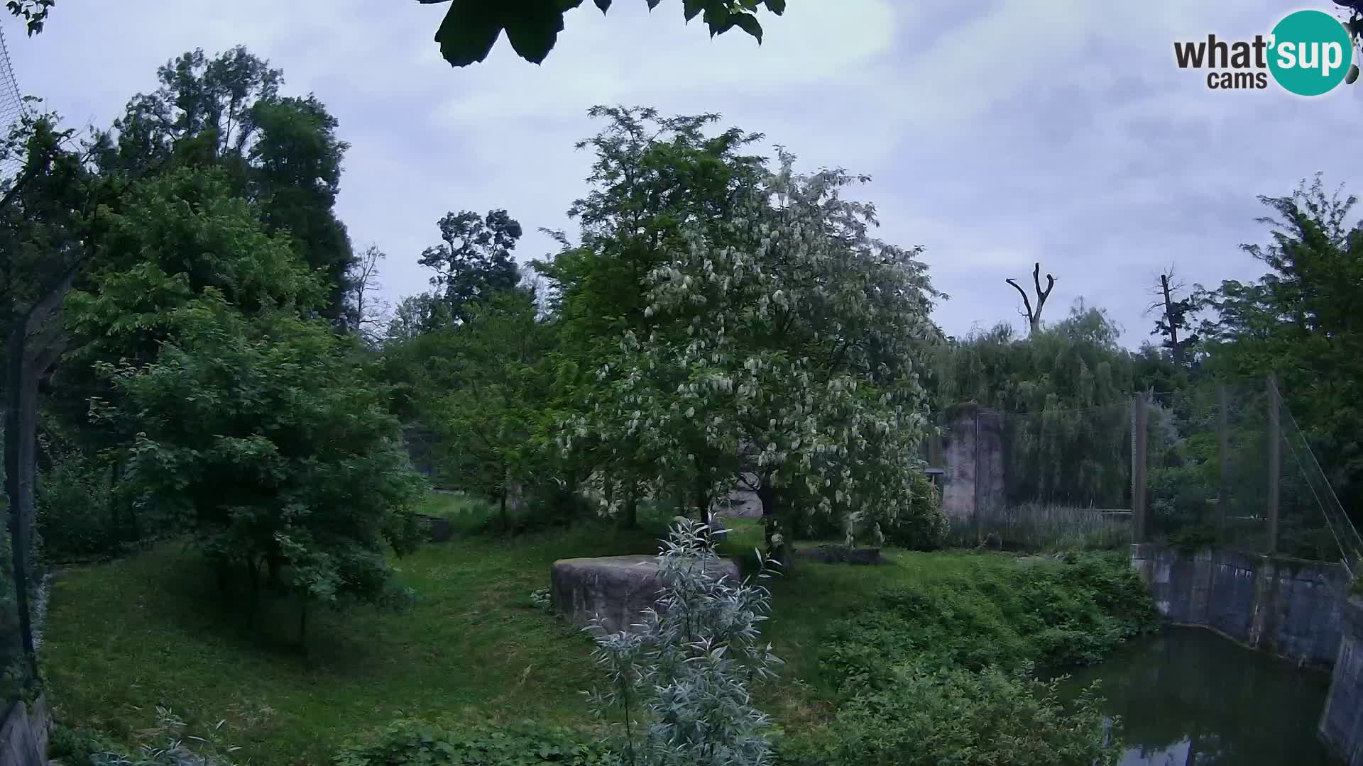 Zoo Zagreb – Lavovi