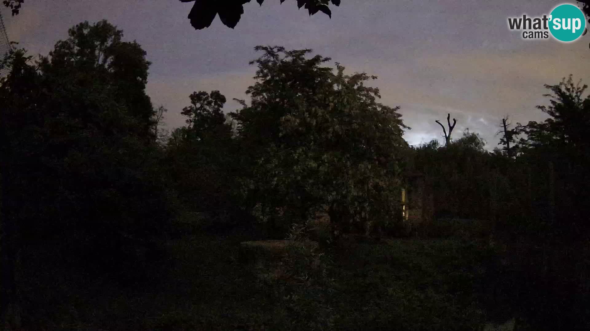 Spletna kamera Zoo Zagreb – Levi