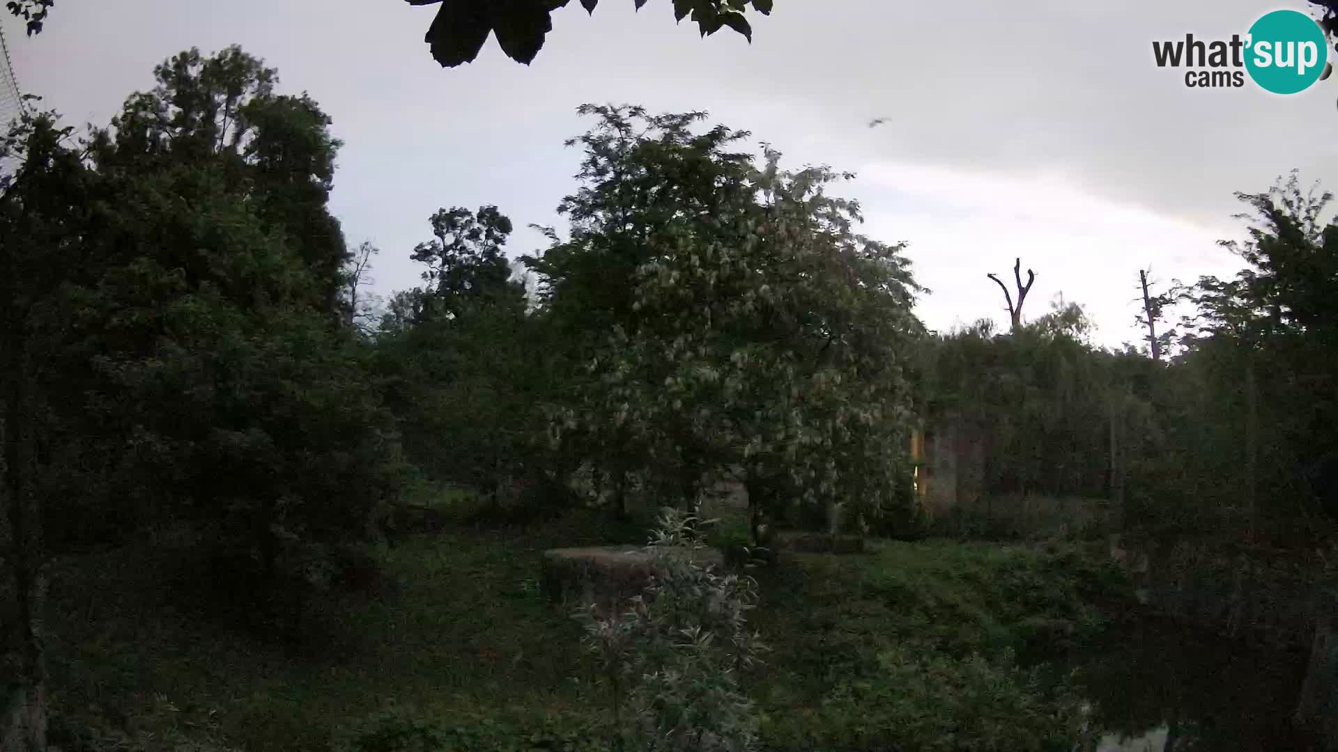 Spletna kamera Zoo Zagreb – Levi