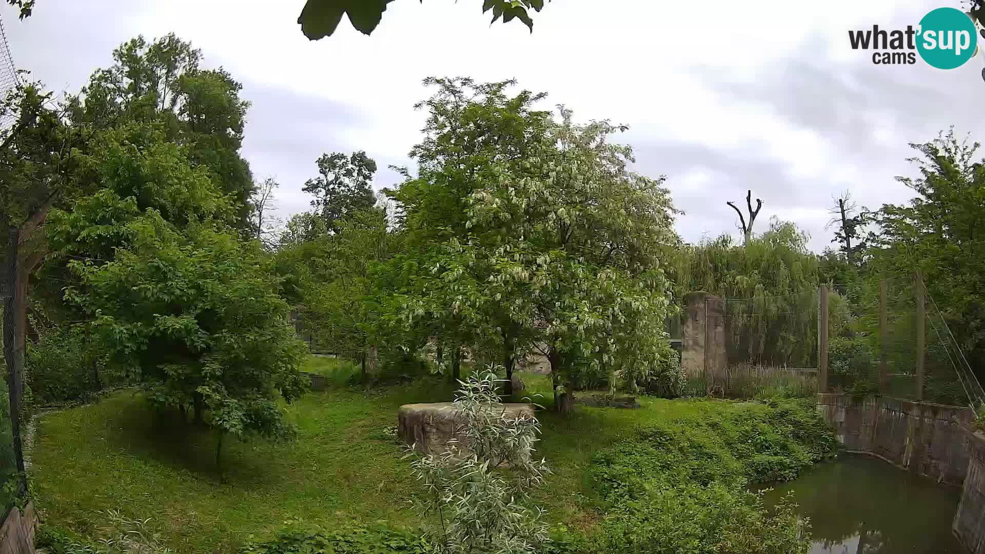 Zoo Zagreb – Lion