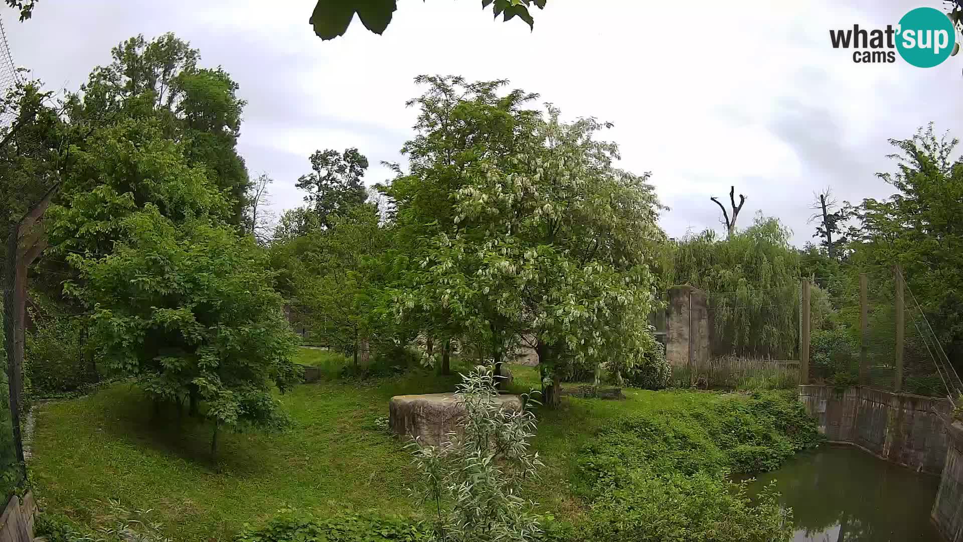Spletna kamera Zoo Zagreb – Levi
