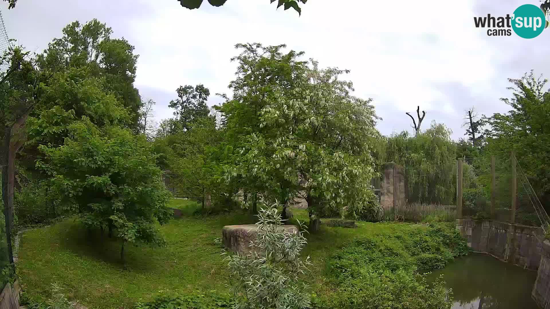 Zoo Zagreb – Lavovi