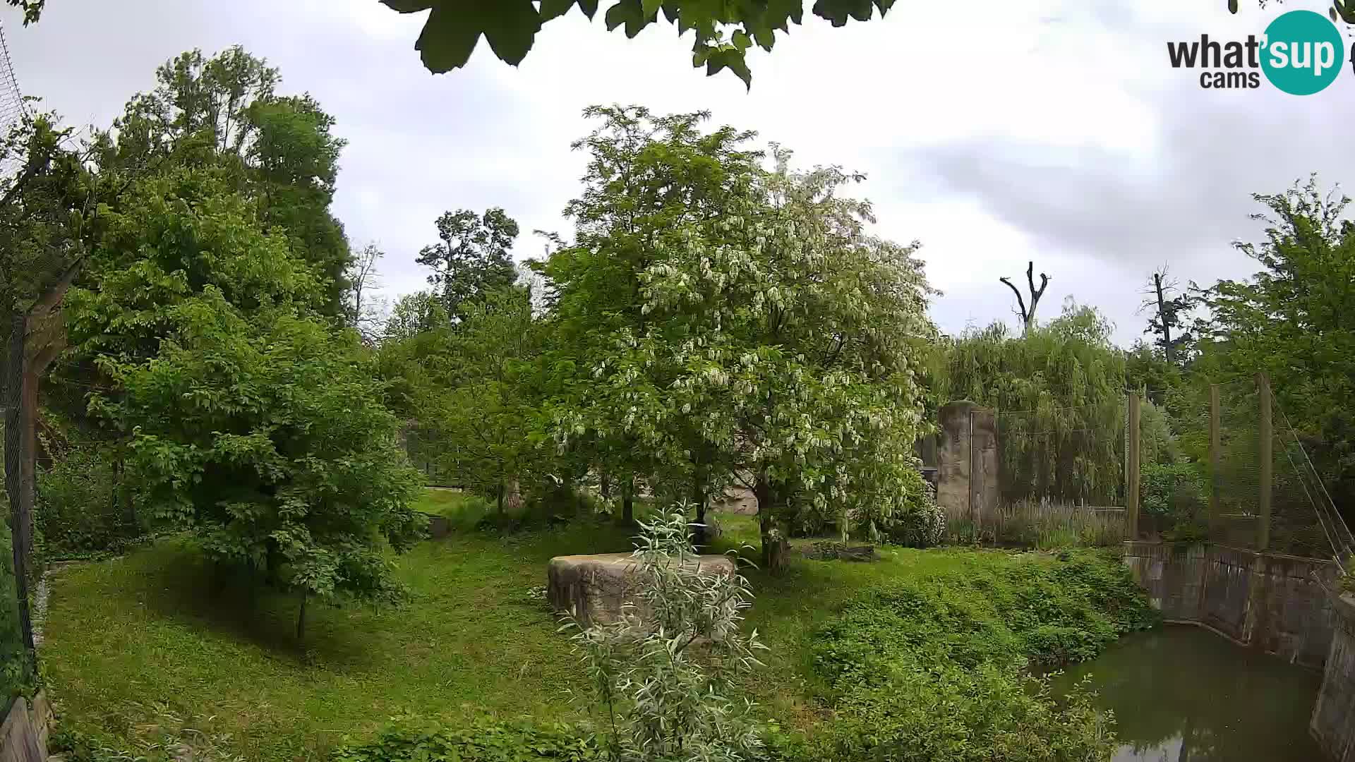 Spletna kamera Zoo Zagreb – Levi