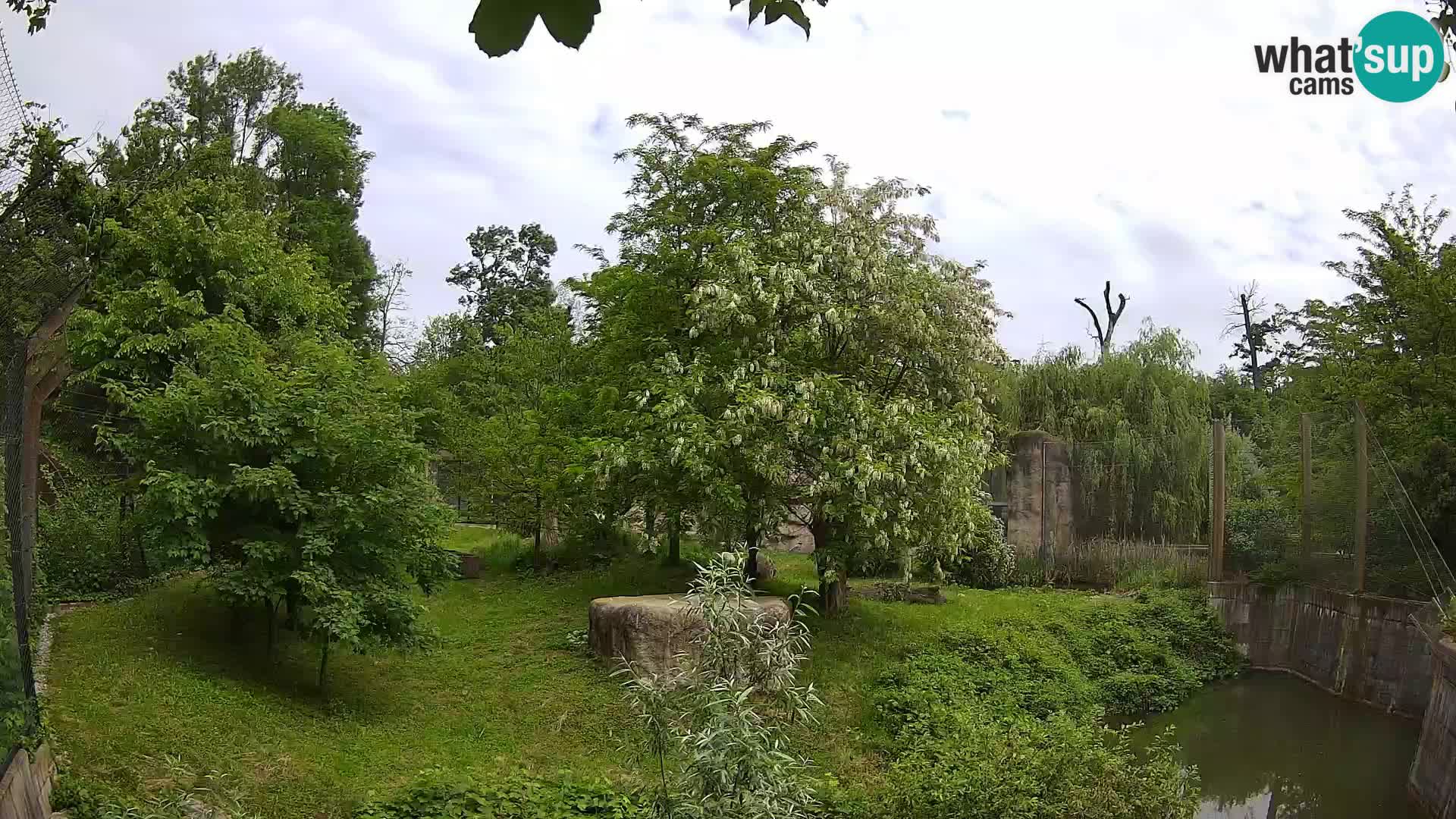 Spletna kamera Zoo Zagreb – Levi