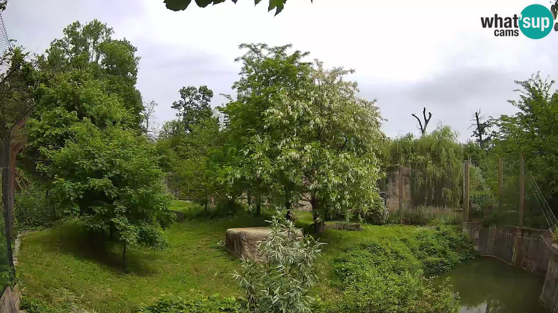 Zoo Zagreb – Lavovi