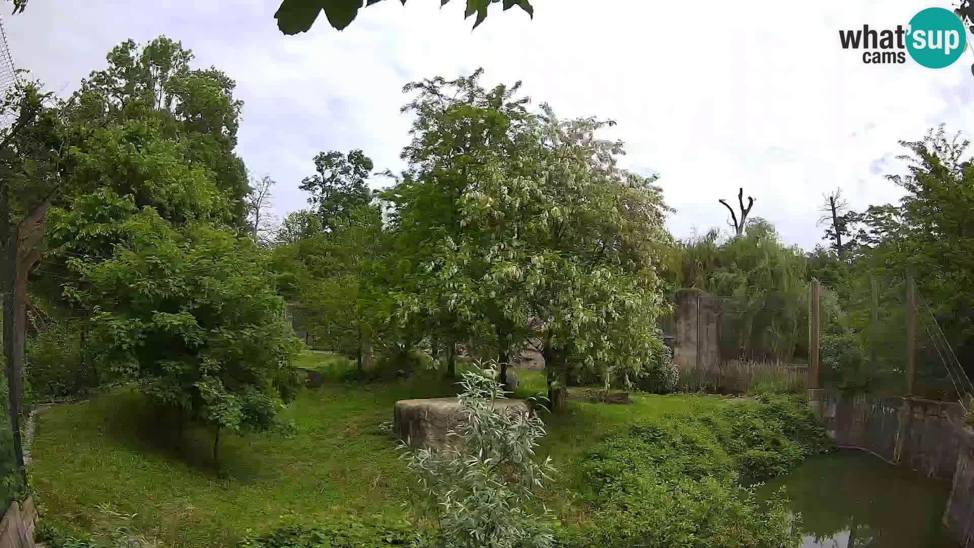 Zoo Zagreb – Lion