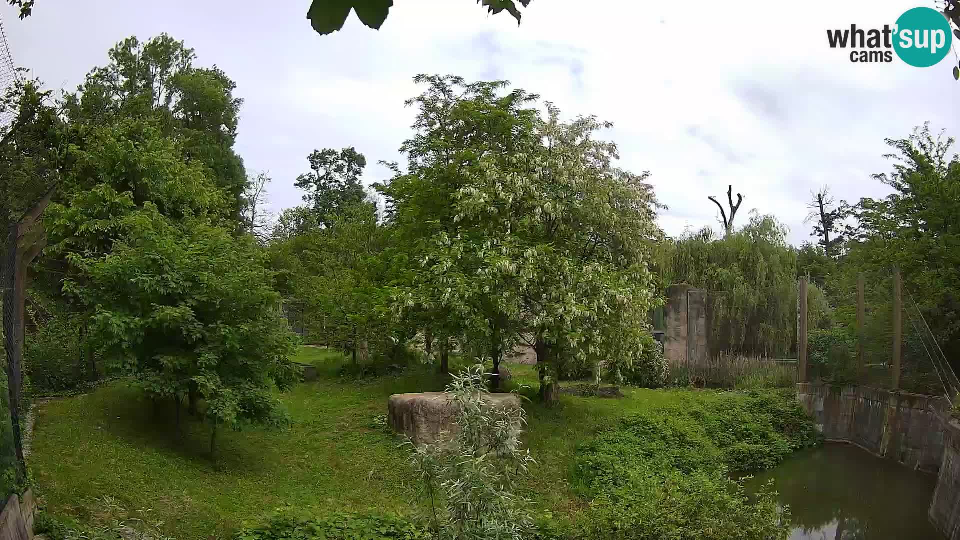 Zoo Zagreb – Lion