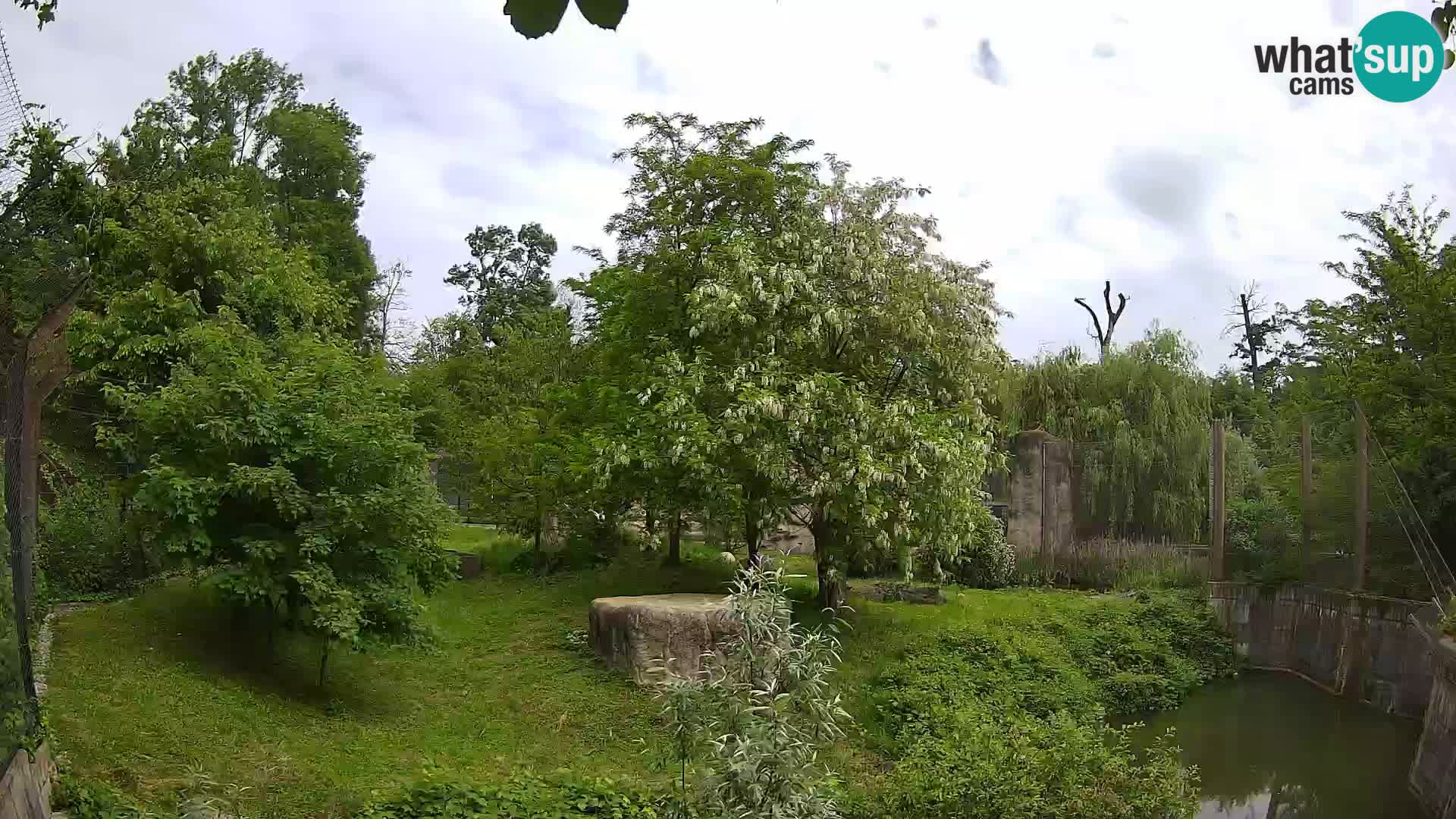 Zoo Zagreb – Leoni