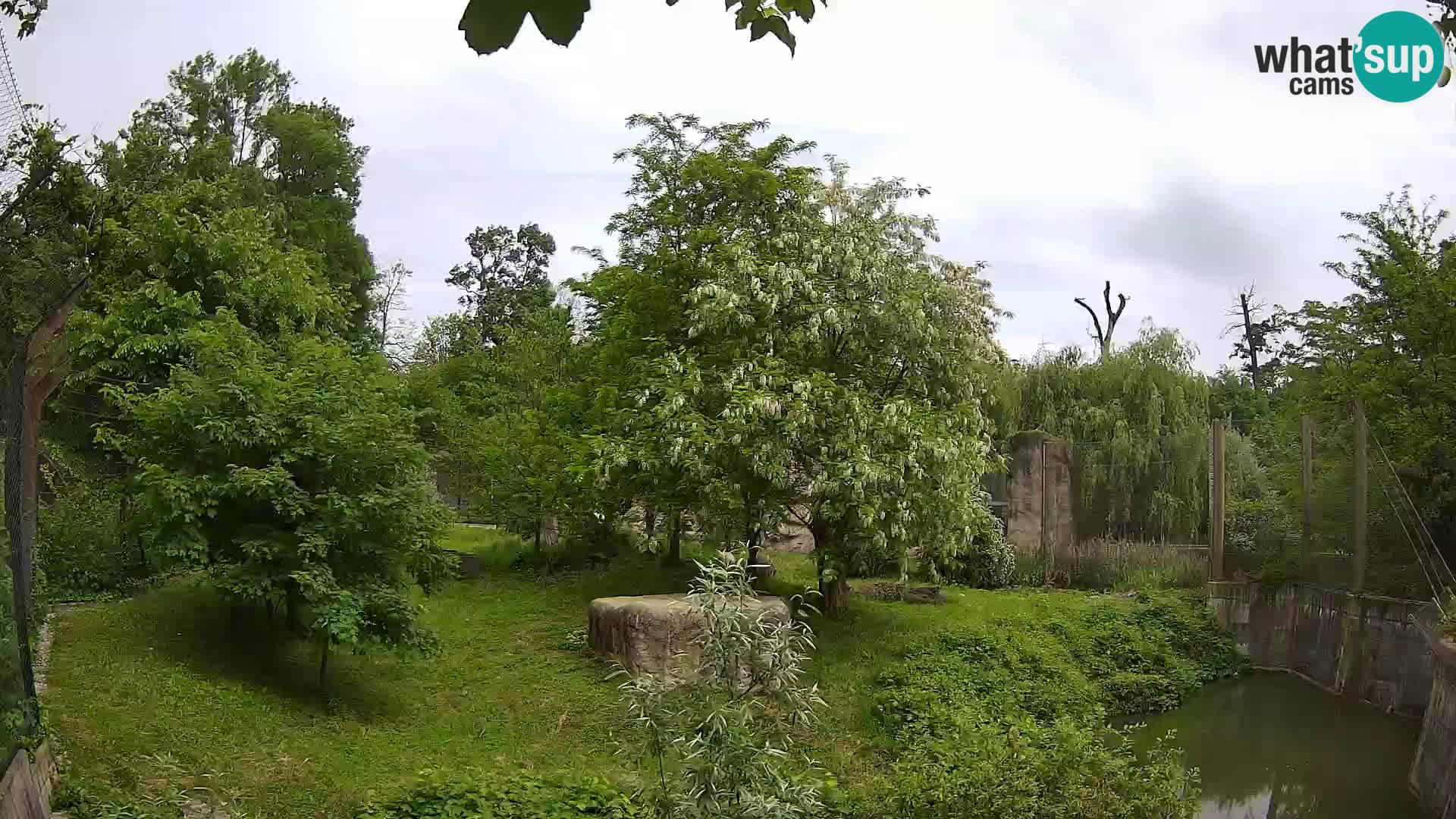 Zoo Zagreb – Leones