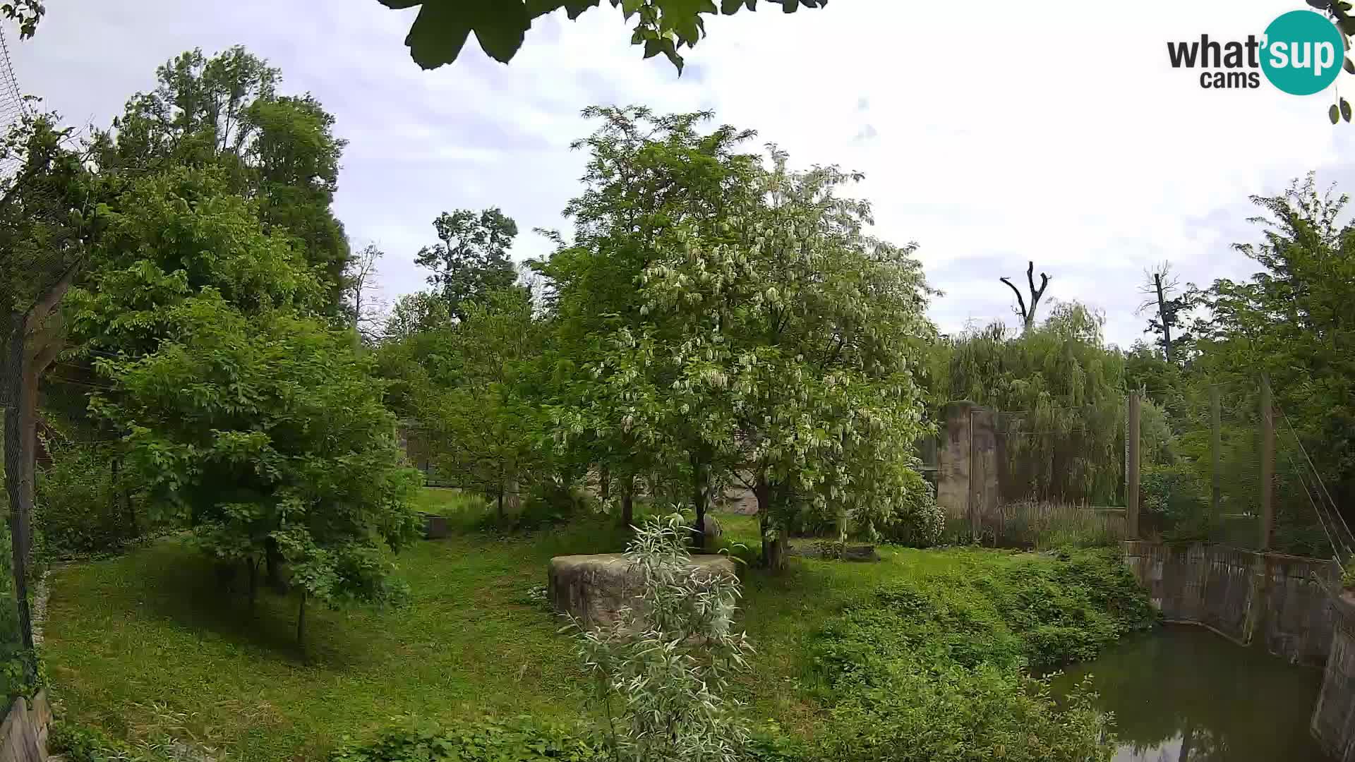 Spletna kamera Zoo Zagreb – Levi