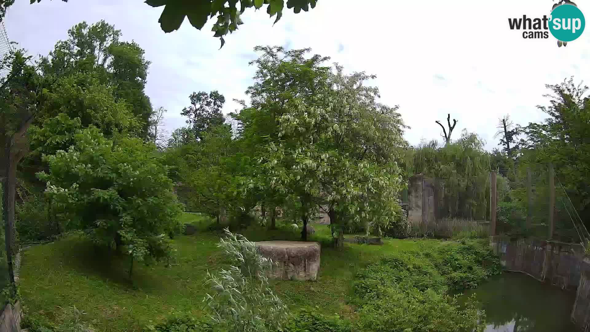 Zoo Zagreb – Löwen