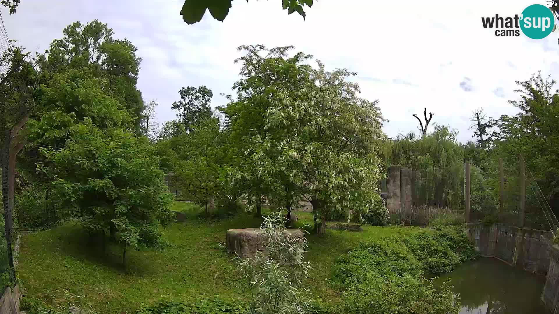 Zoo Zagreb – Lion