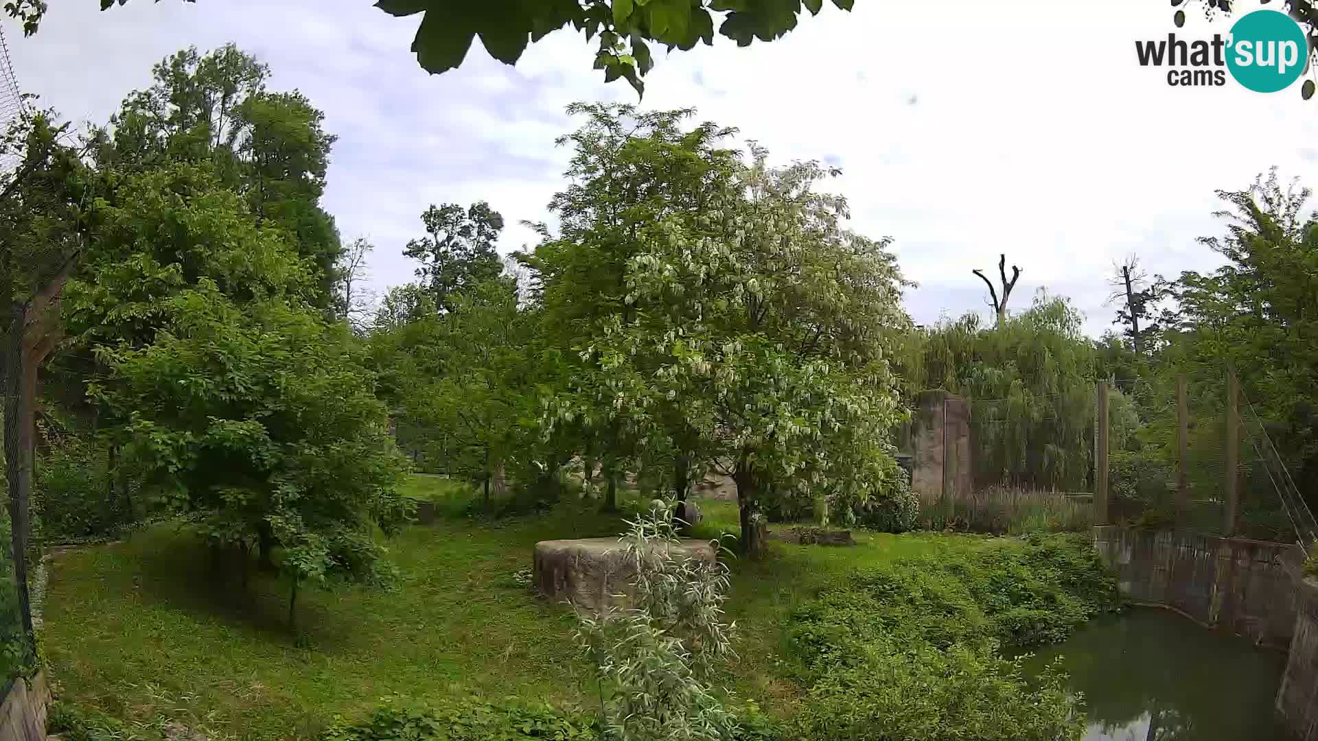 Zoo Zagreb – Lion