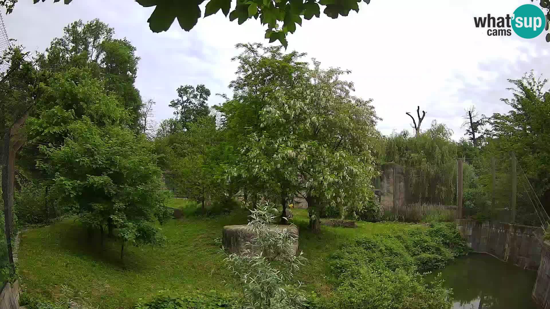 Zoo Zagreb – Lion
