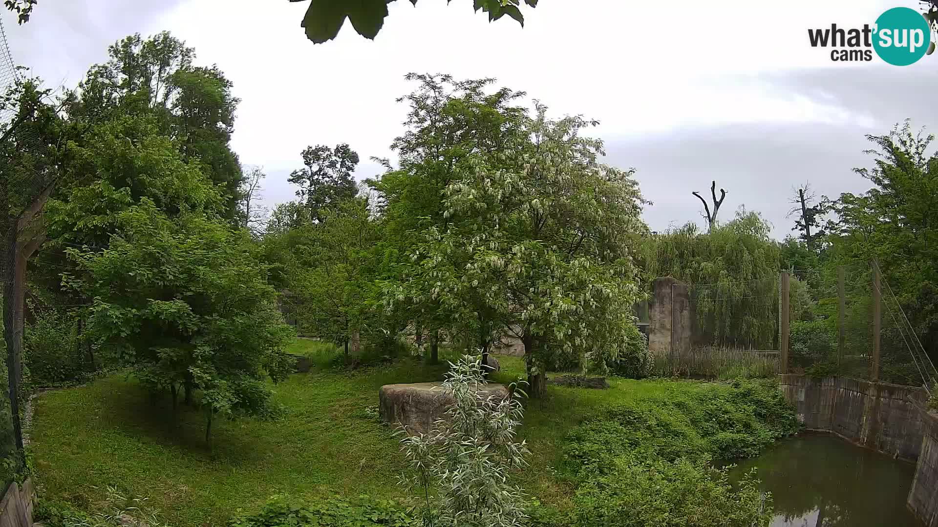 Zoo Zagreb – Lion