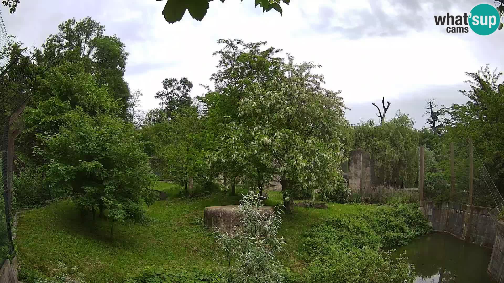 Spletna kamera Zoo Zagreb – Levi