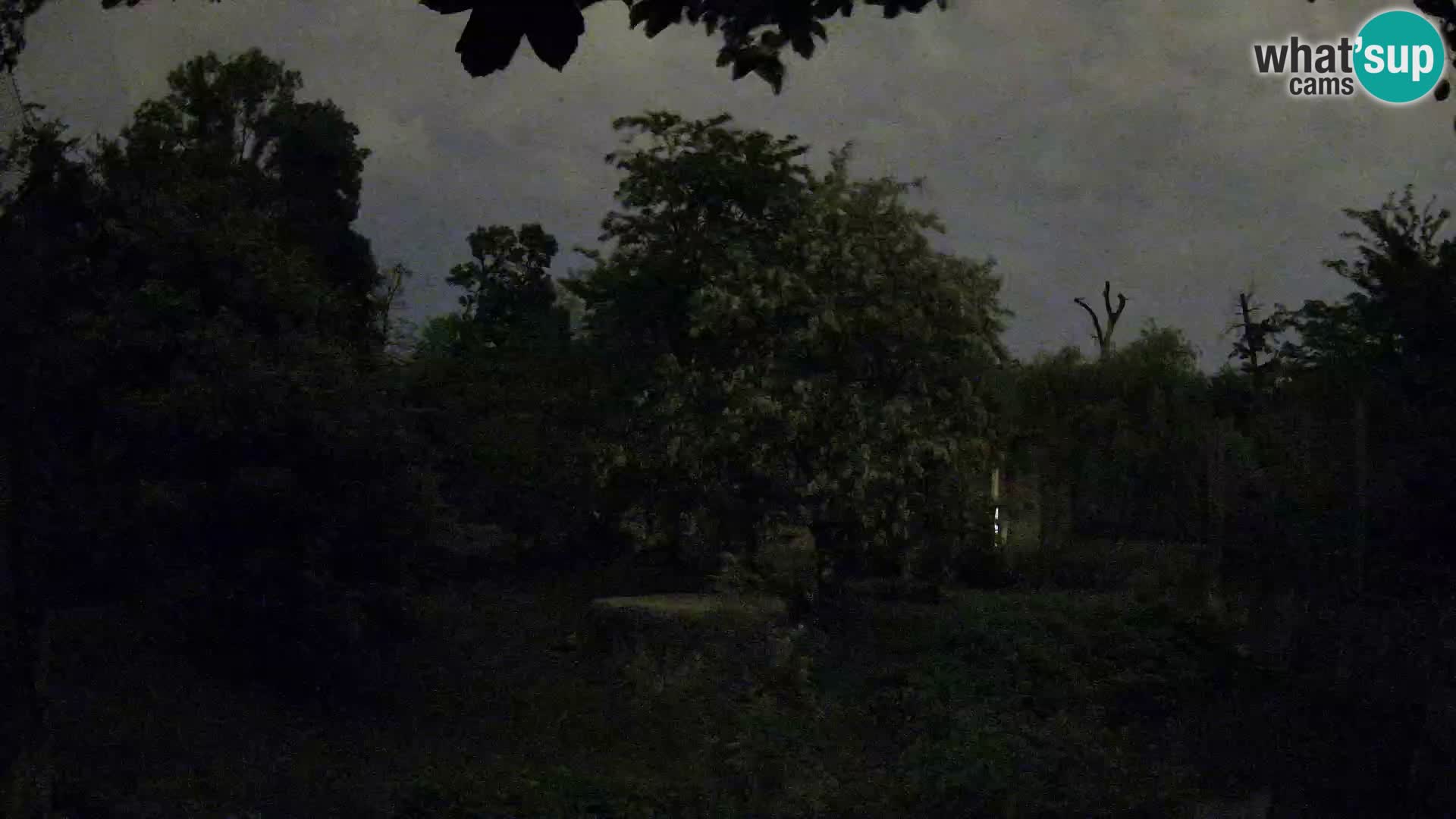 Spletna kamera Zoo Zagreb – Levi