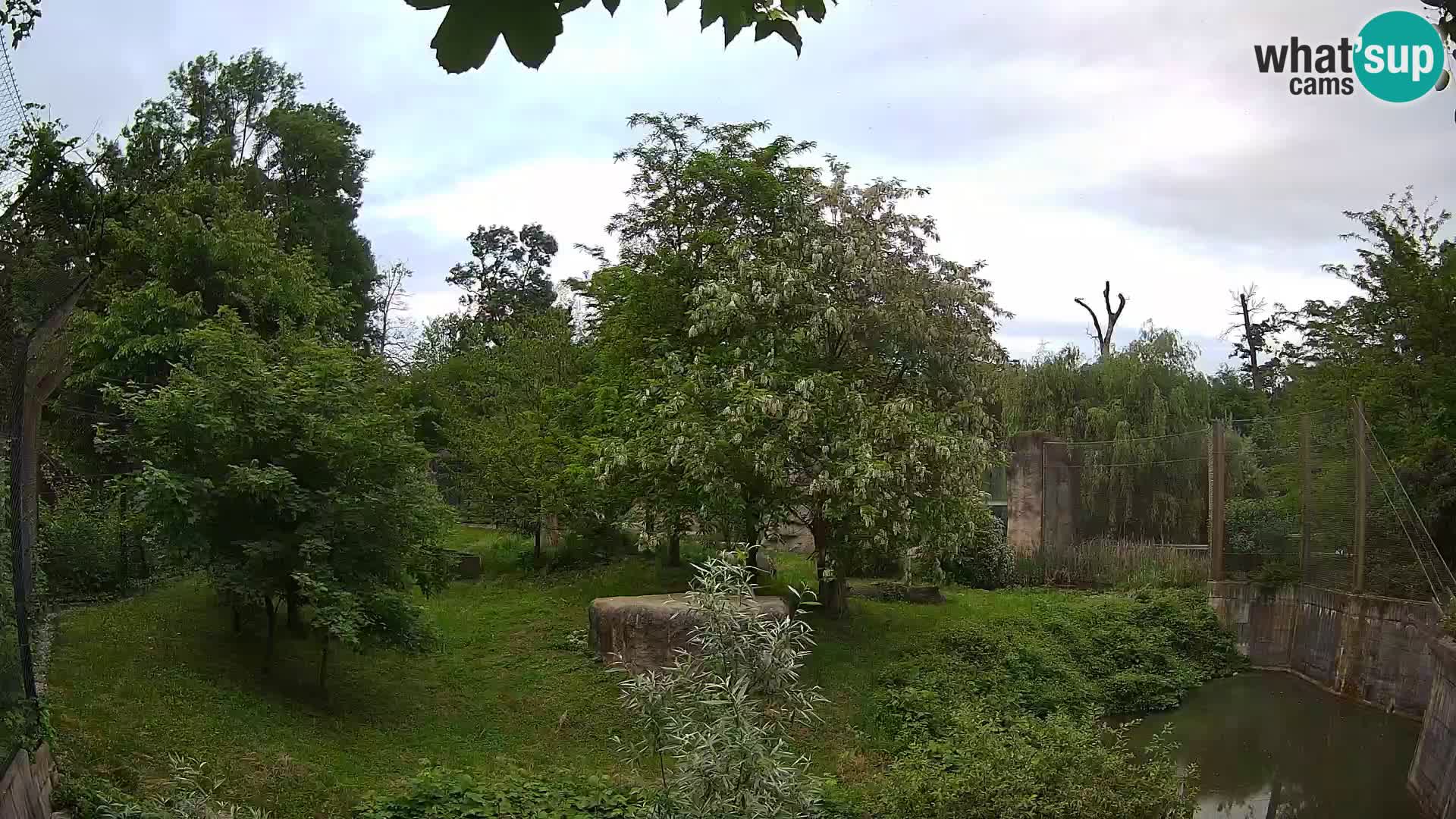 Zoo Zagreb – Lion