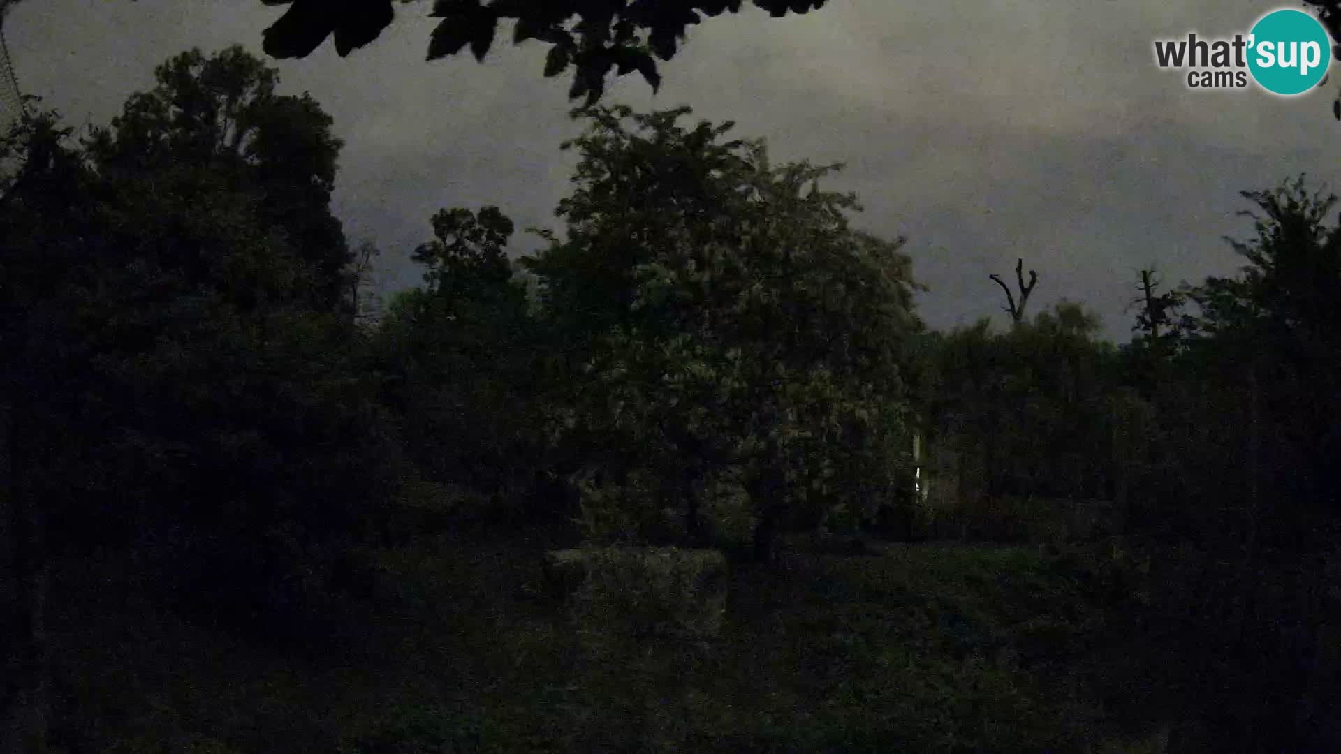 Zoo Zagreb – Löwen