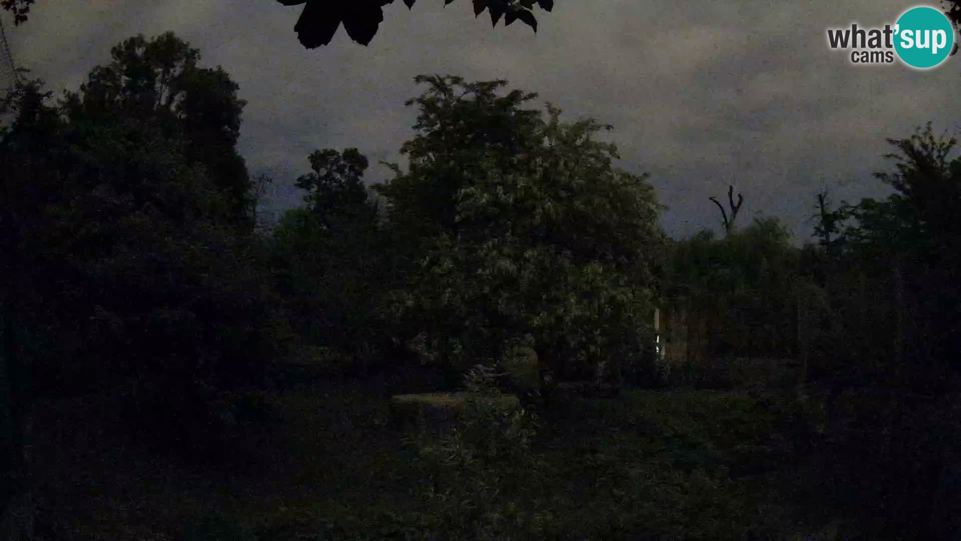 Spletna kamera Zoo Zagreb – Levi