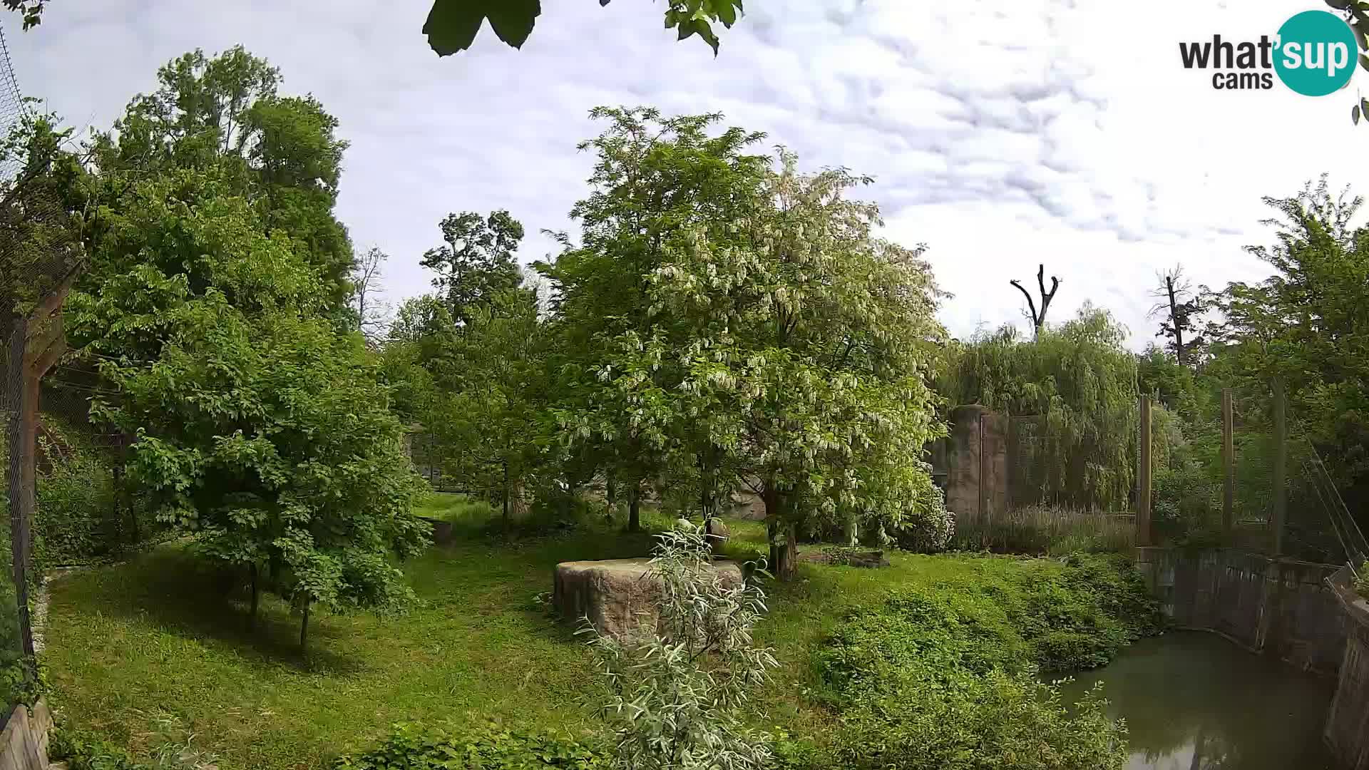 Zoo Zagreb – Leoni