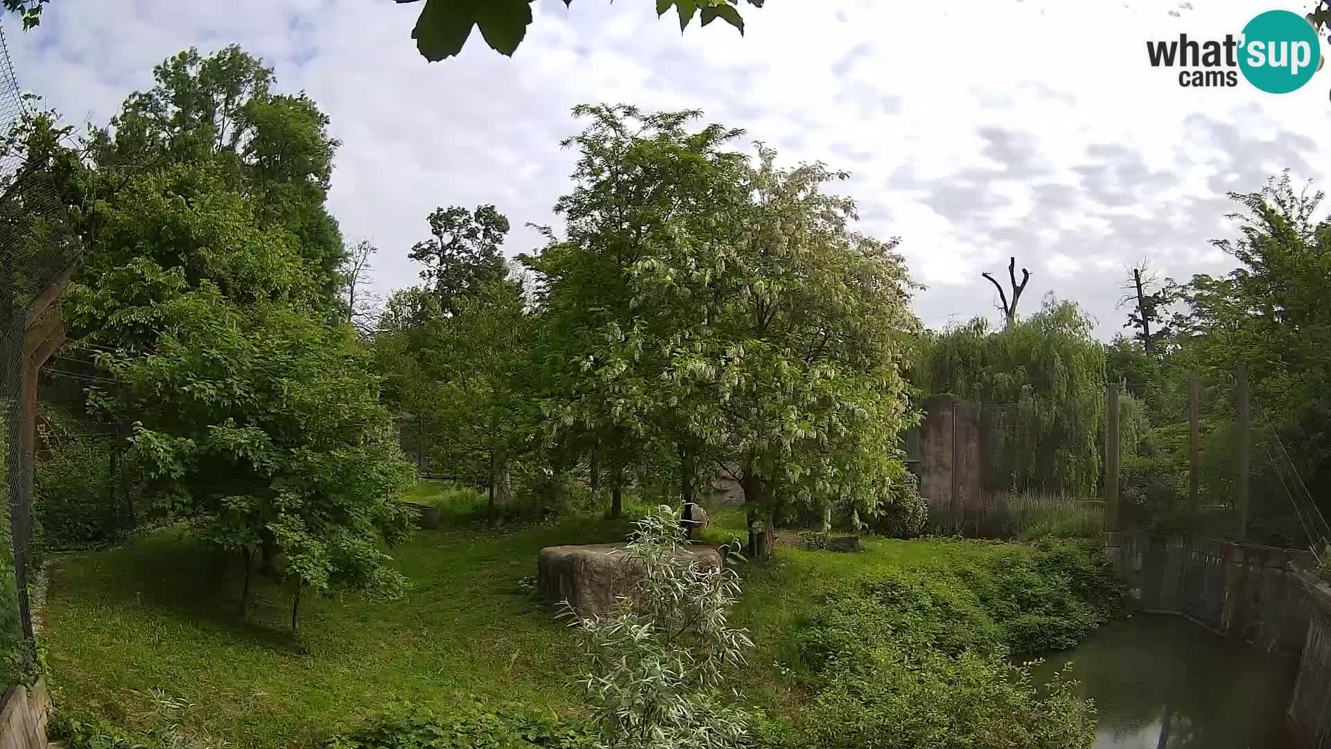 Zoo Zagreb – Lion
