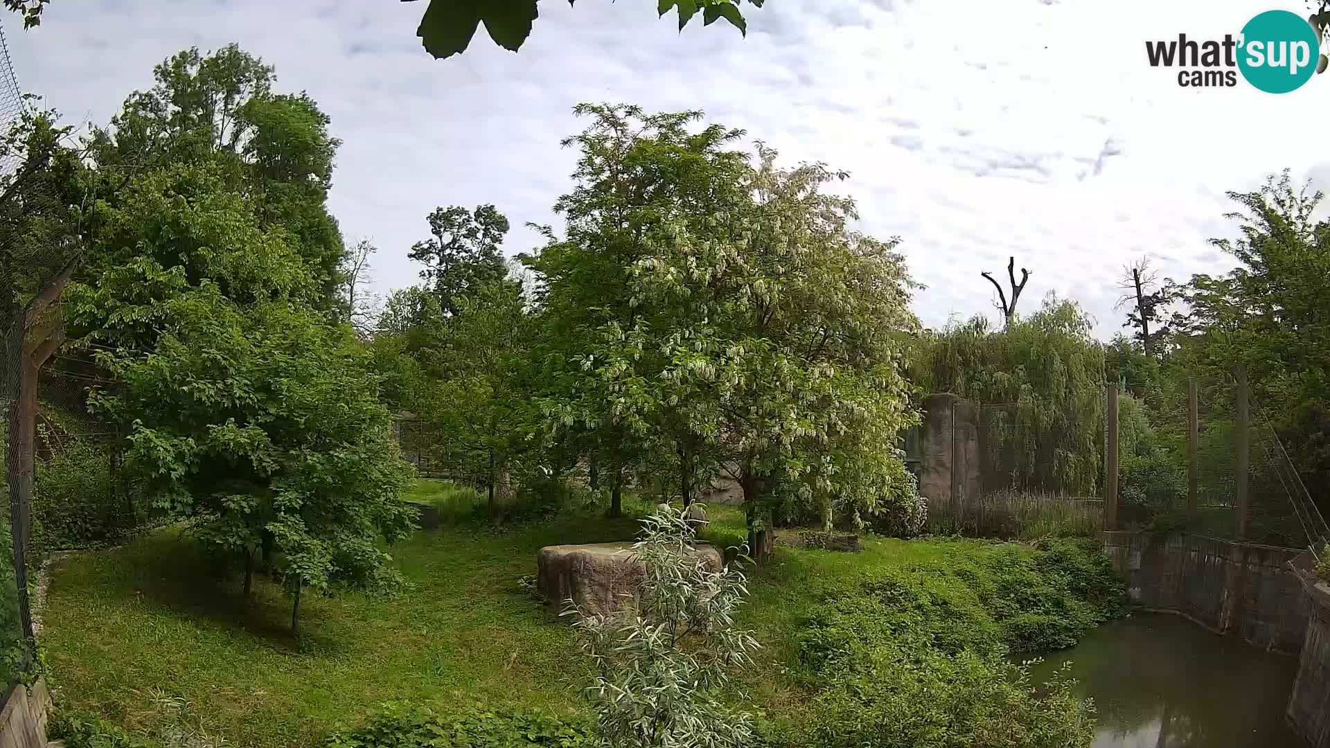 Zoo Zagreb – Lion