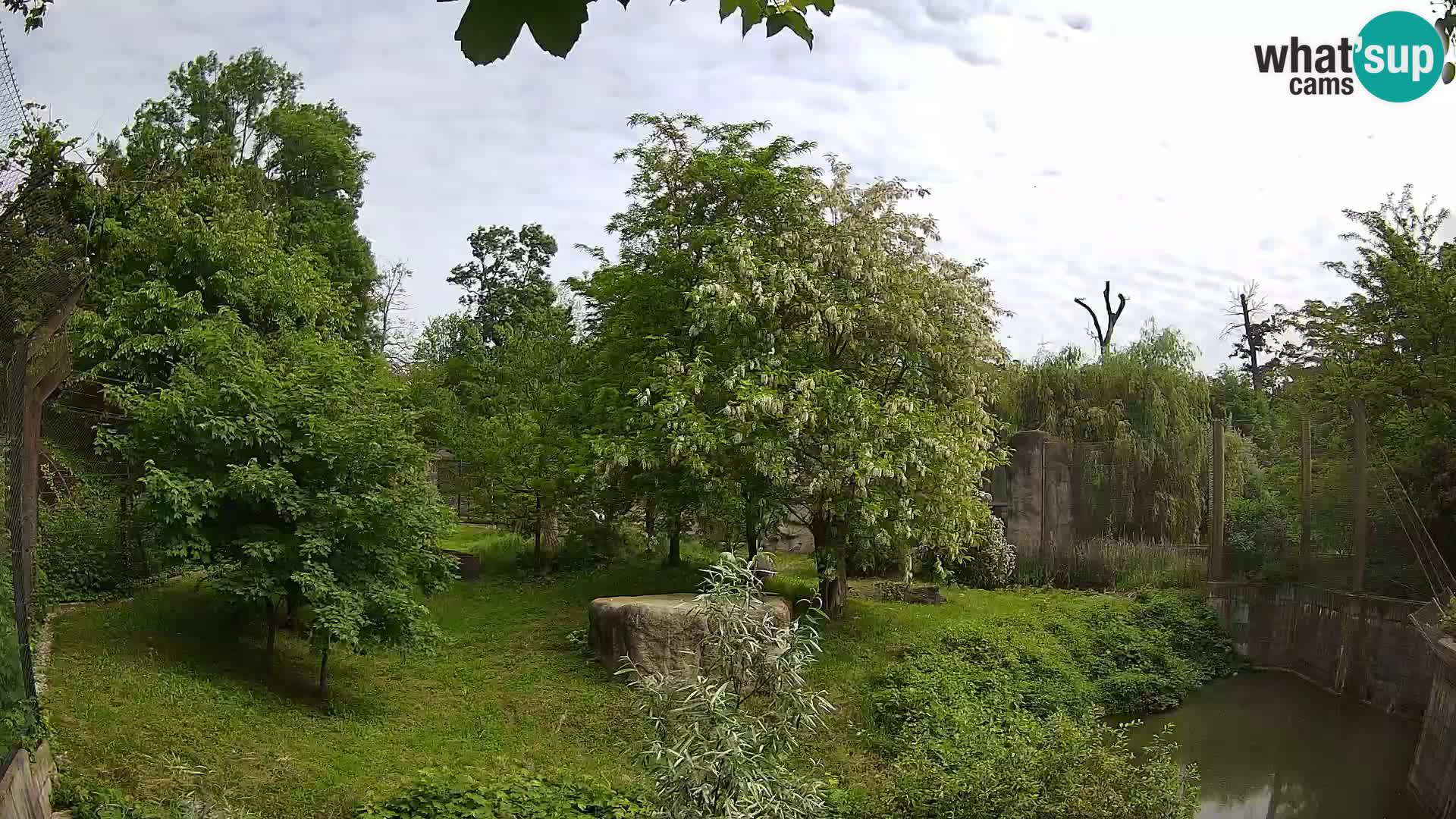Zoo Zagreb – Lion