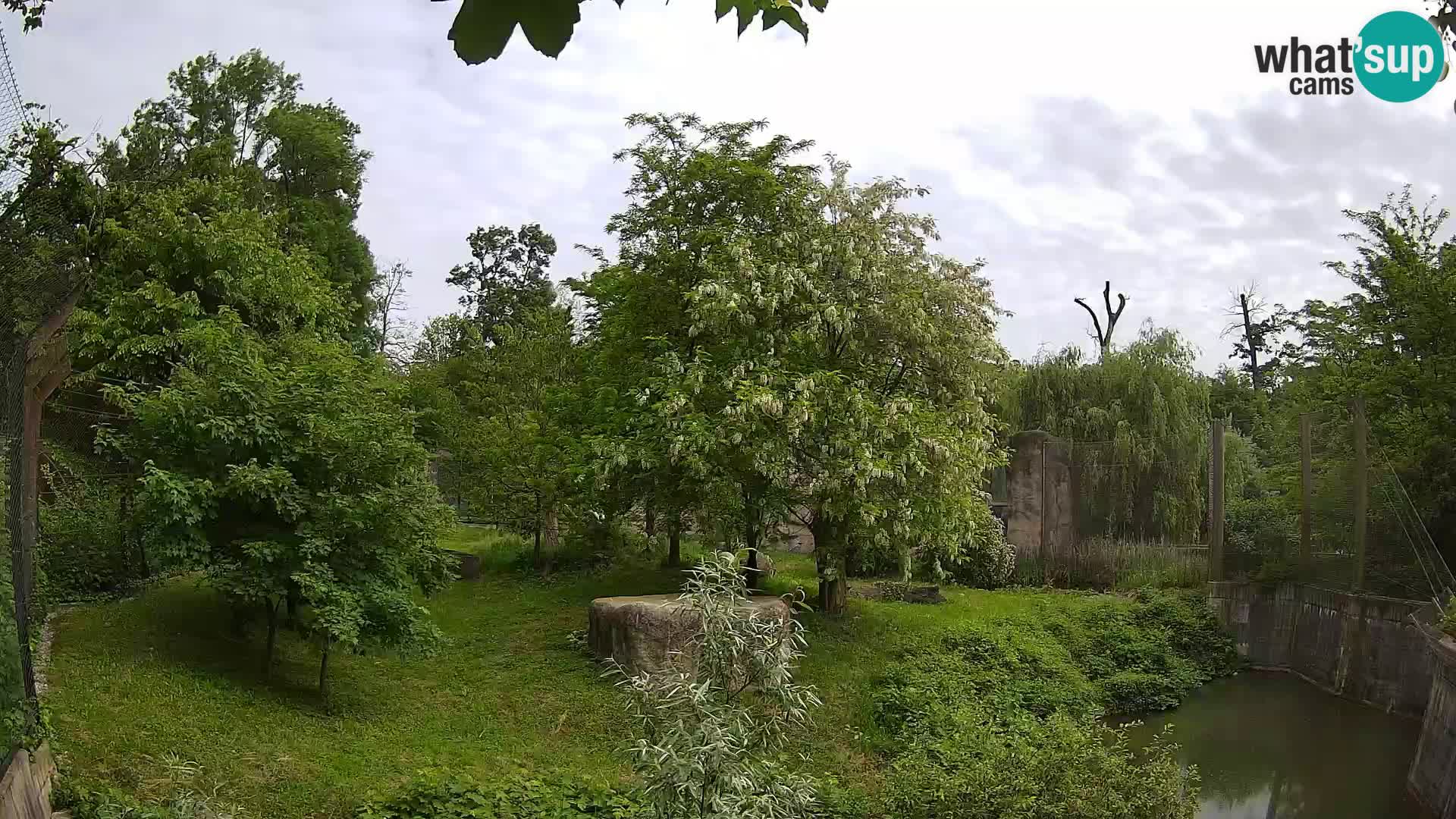 Zoo Zagreb – Löwen