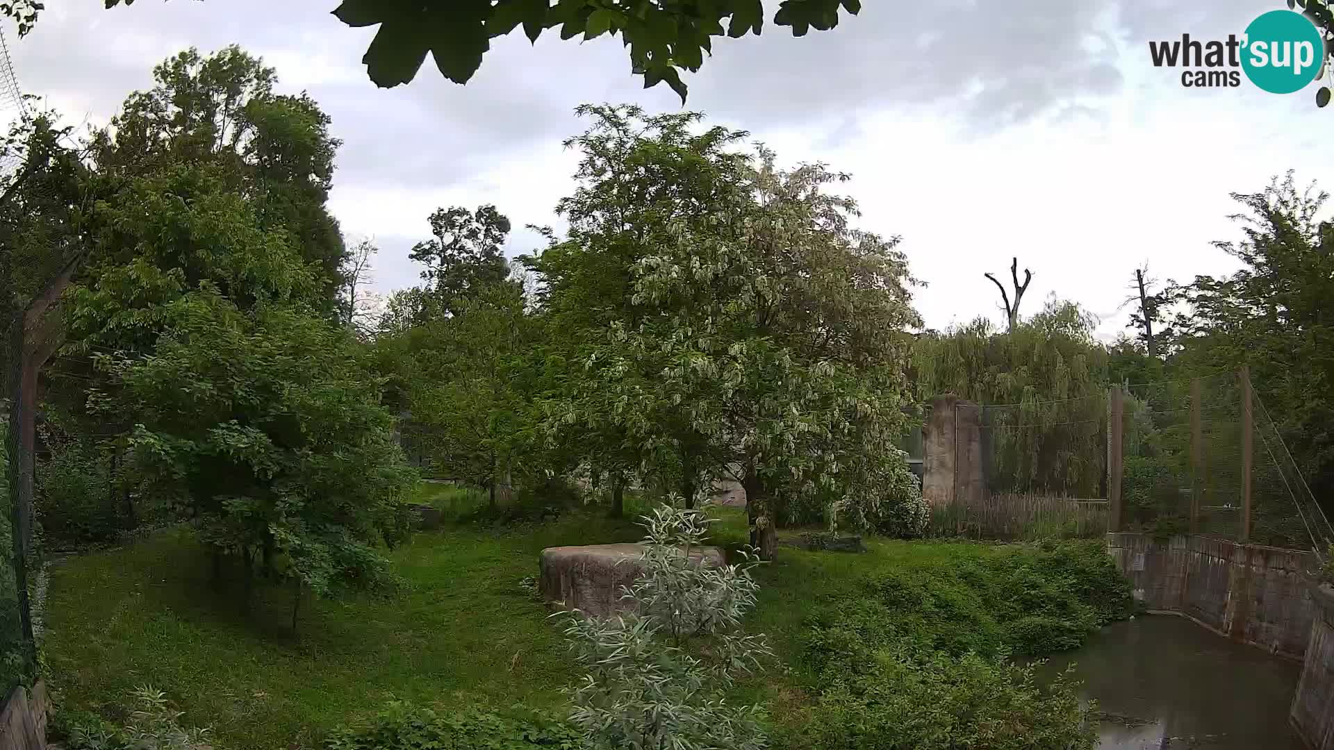 Zoo Zagreb – Lion